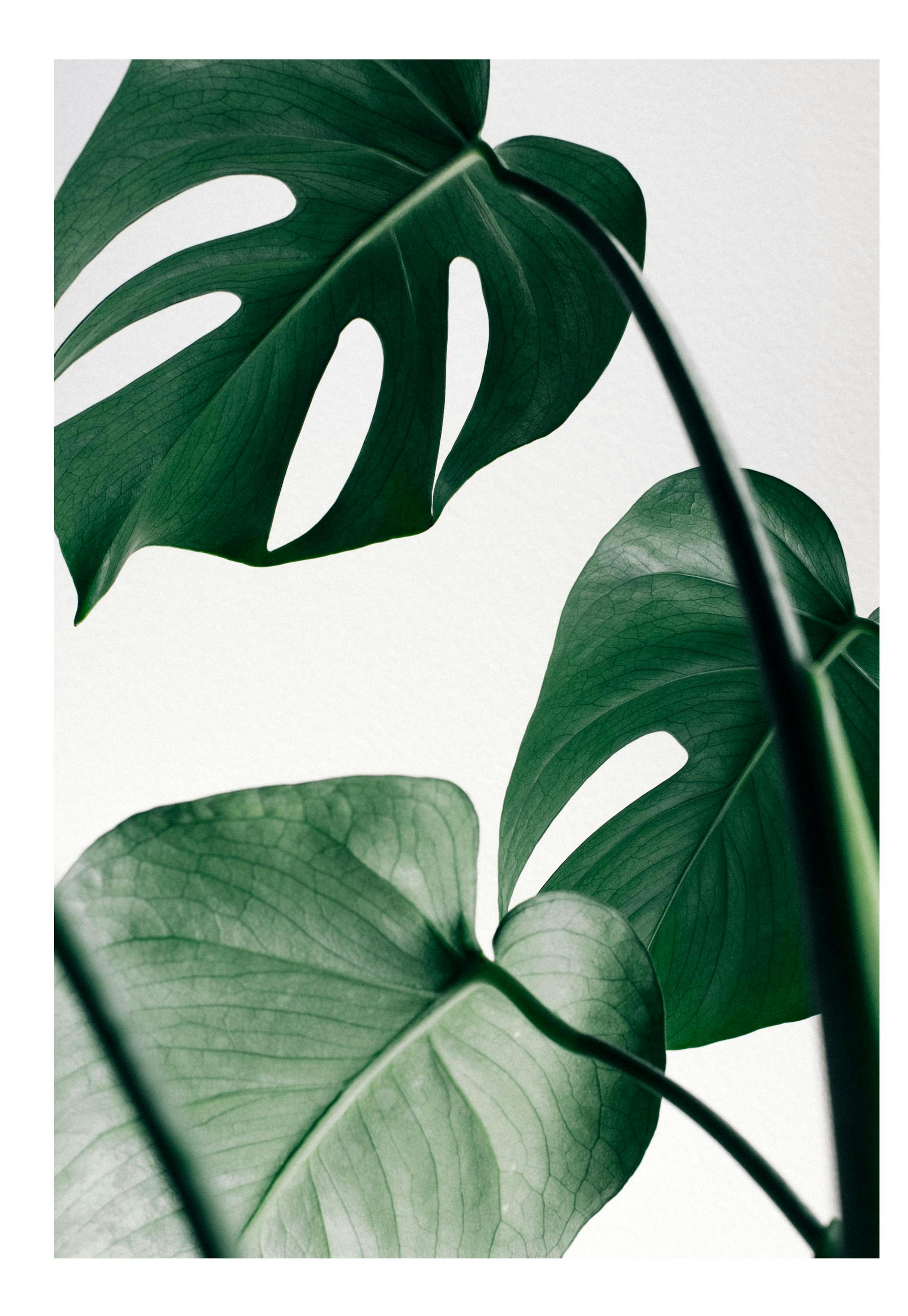 Monstera Leaves Poster 0