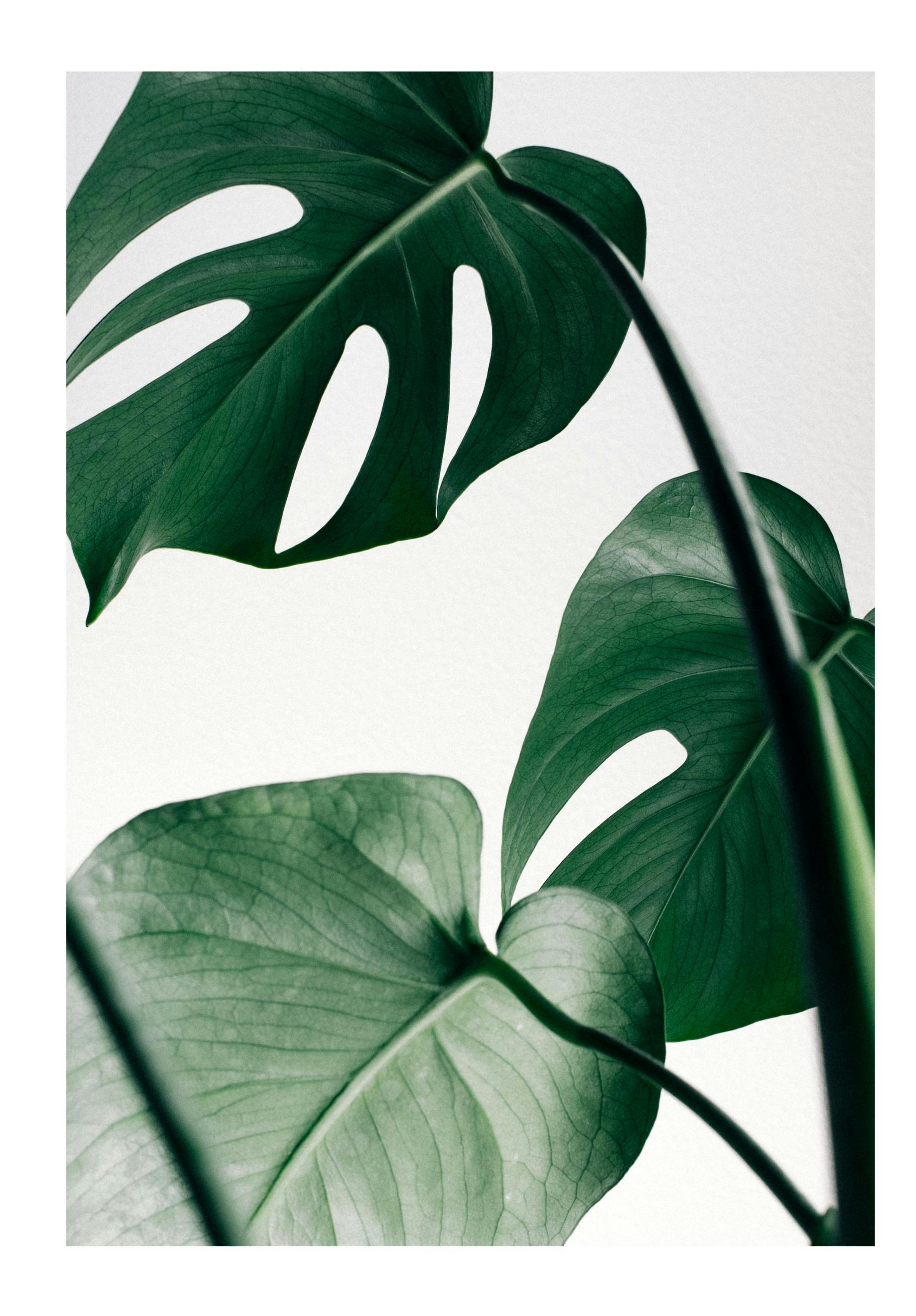 Monstera Leaves Poster (21x30 cm) - Poster Store