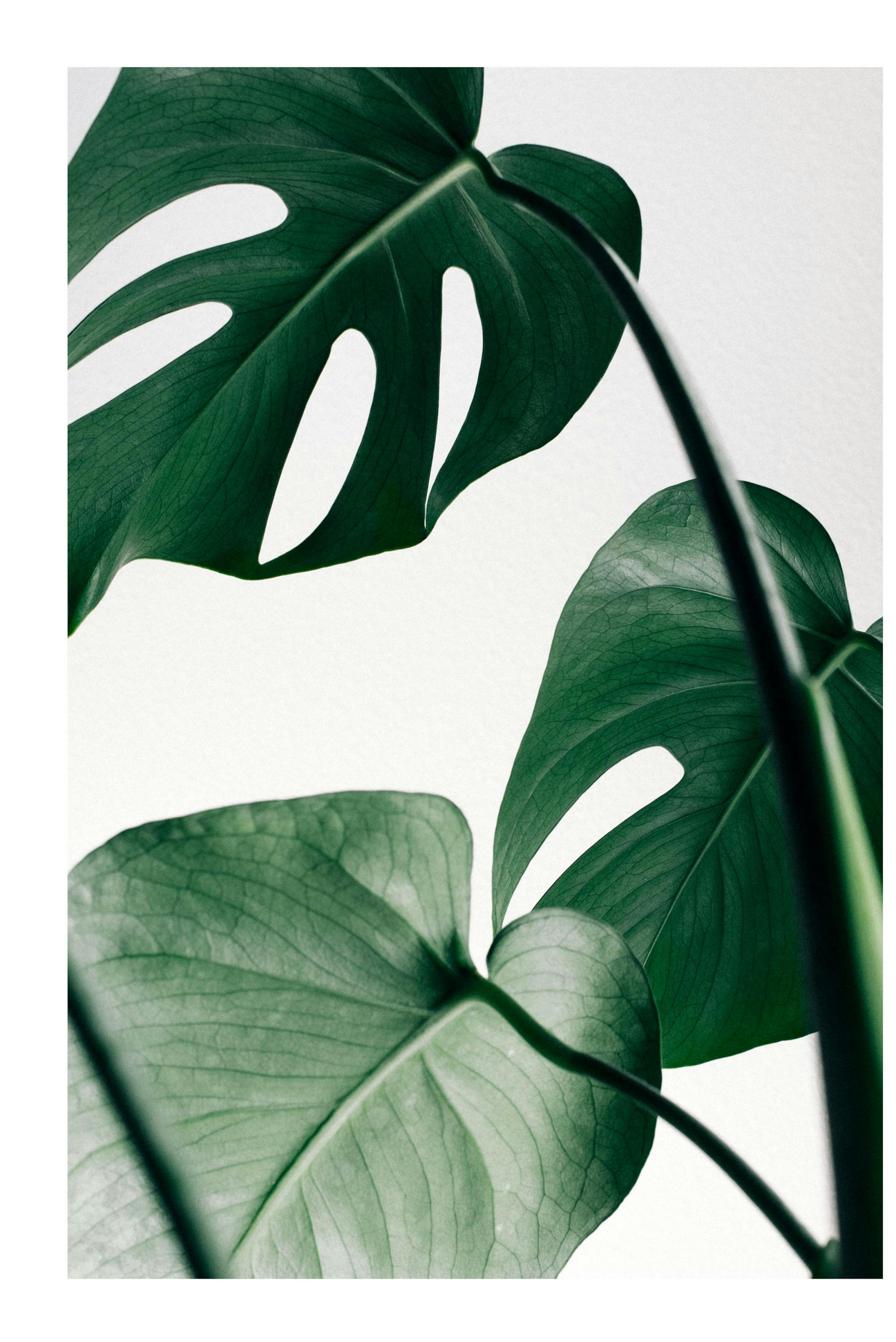 Monstera Leaves Poster thumbnail