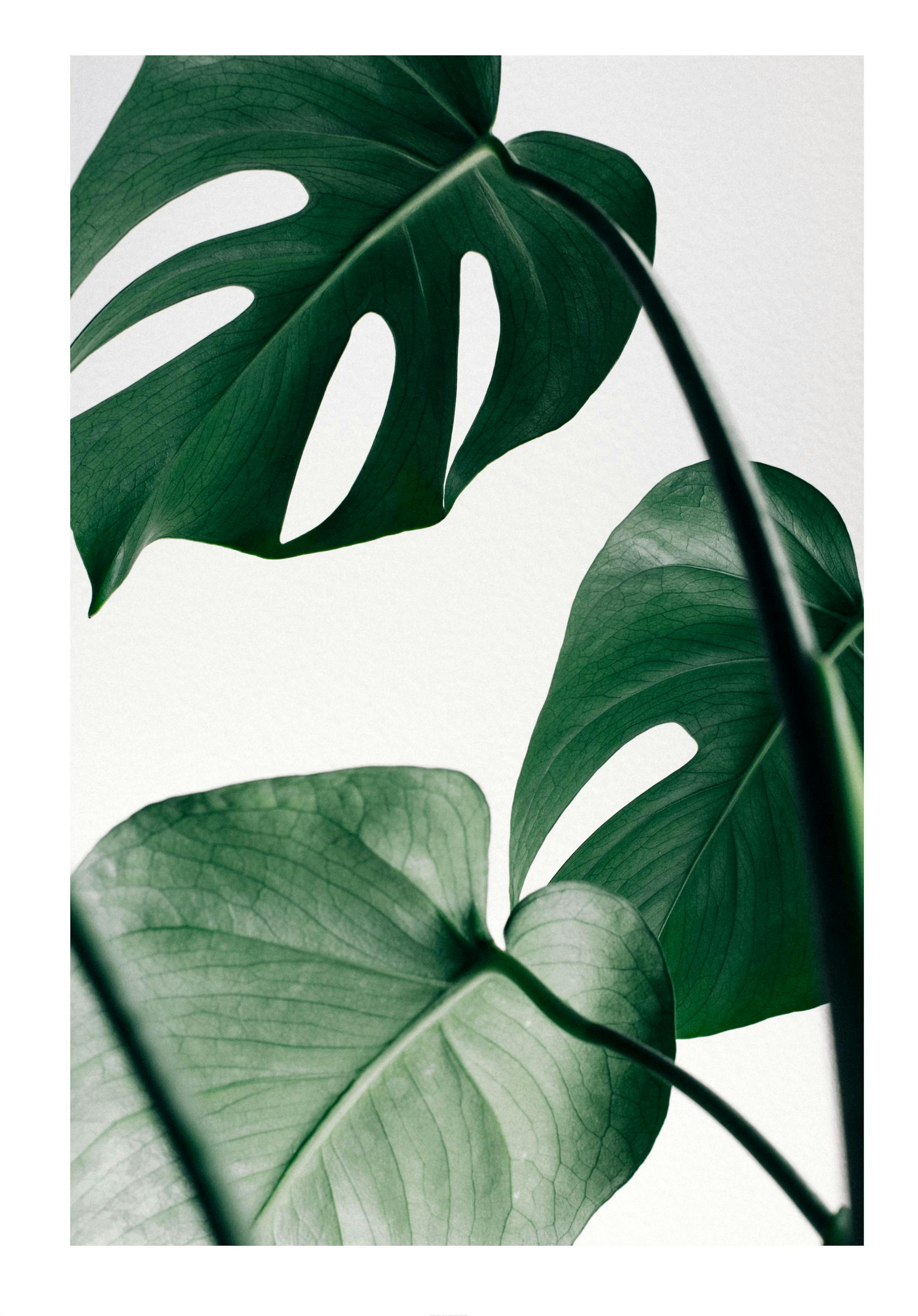 Monstera Leaves Poster 0
