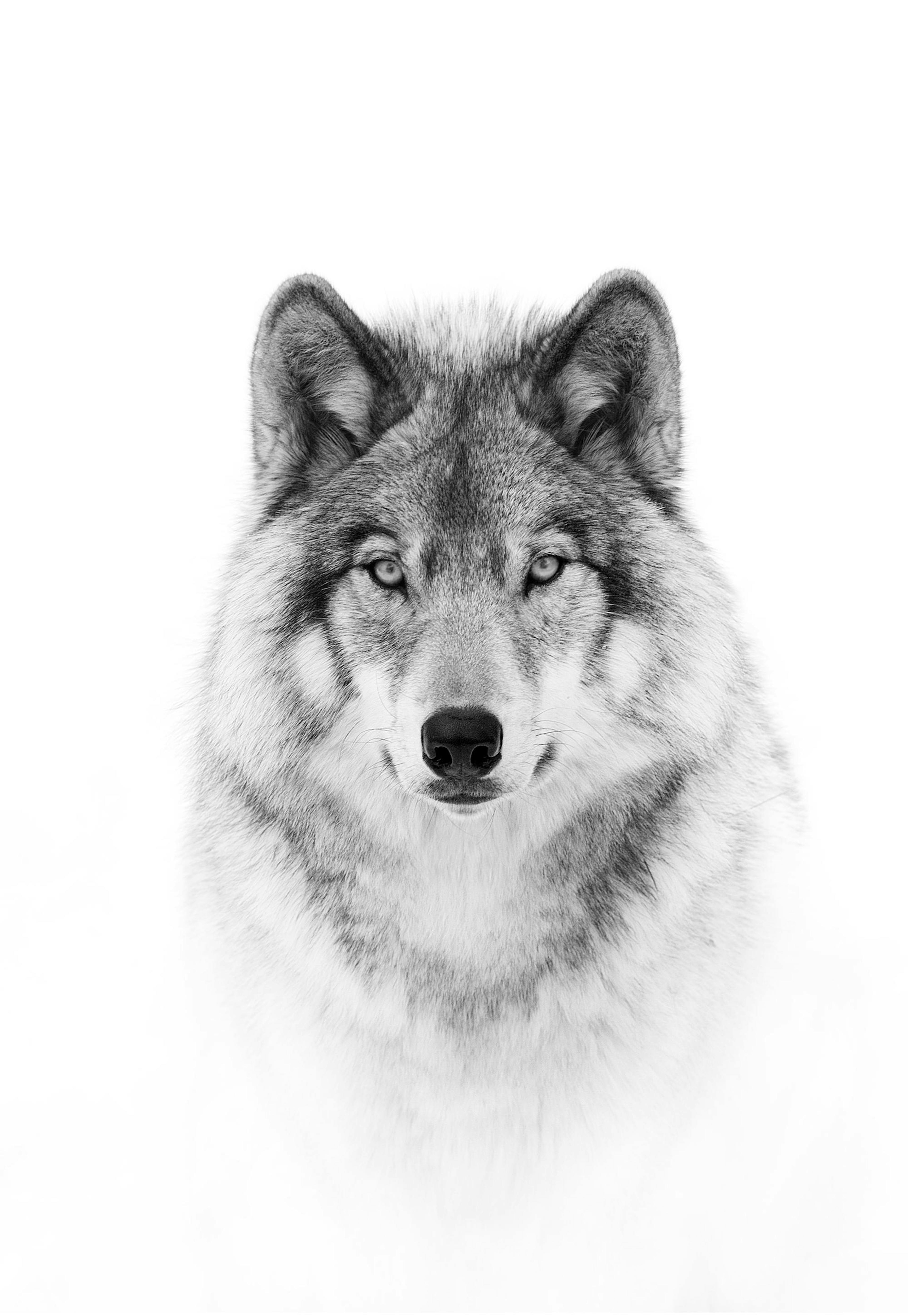 Wolf Poster 0