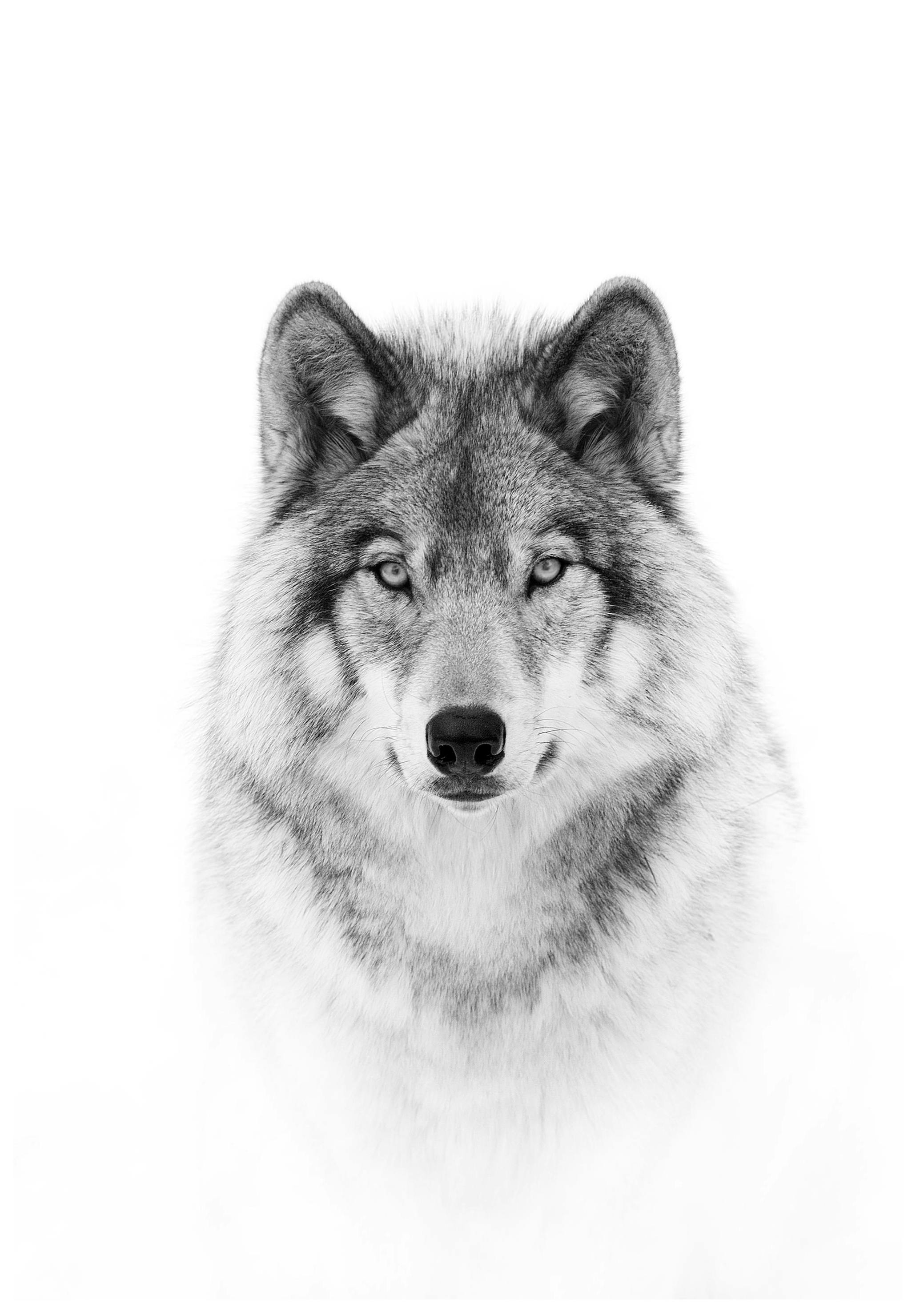 Wolf Poster (61x91 cm) - Poster Store