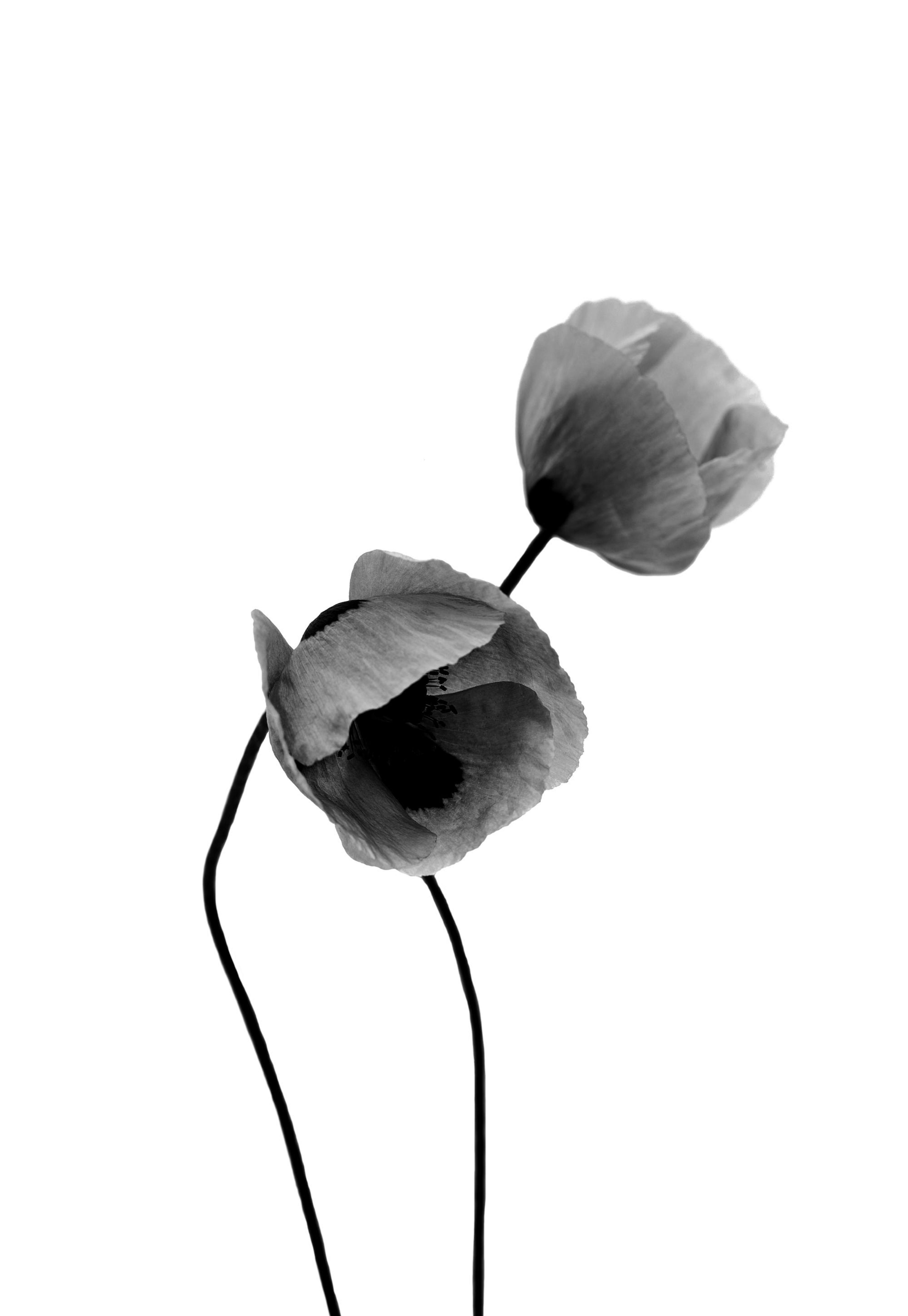 Fiori di Papavero Grigi Poster 0