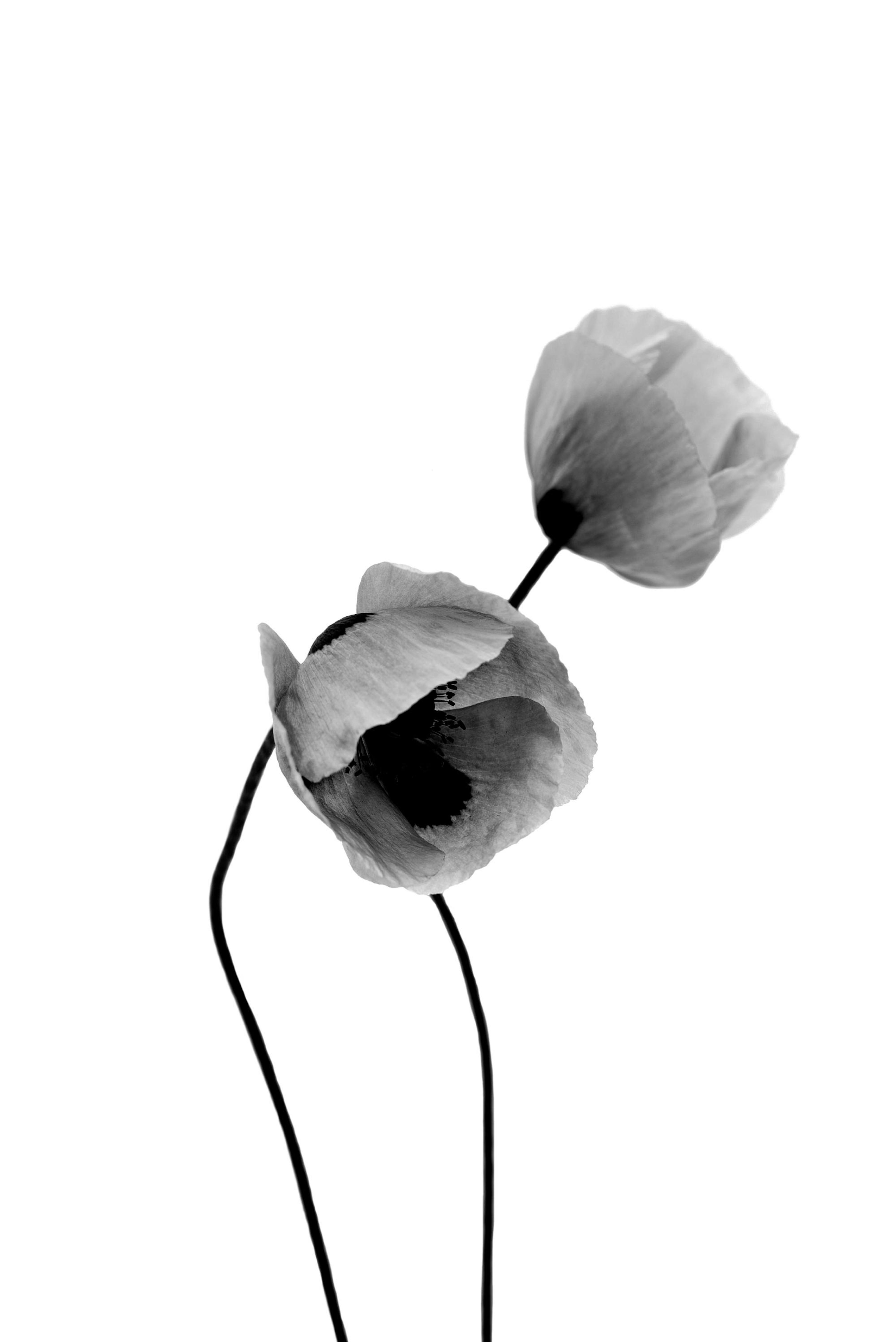 Fleurs de Pavot Grises Poster thumbnail