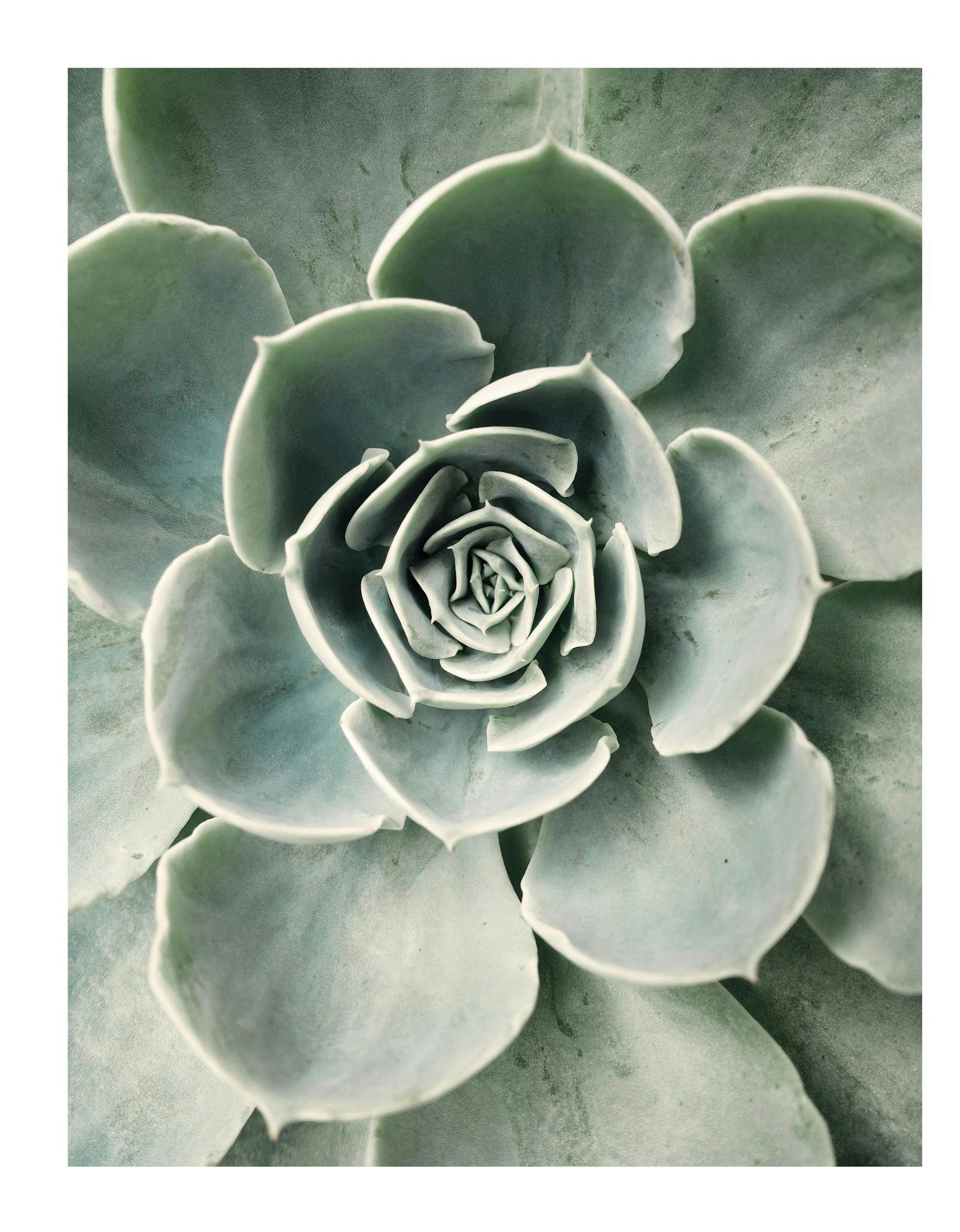 Flower Cactus Poster 0
