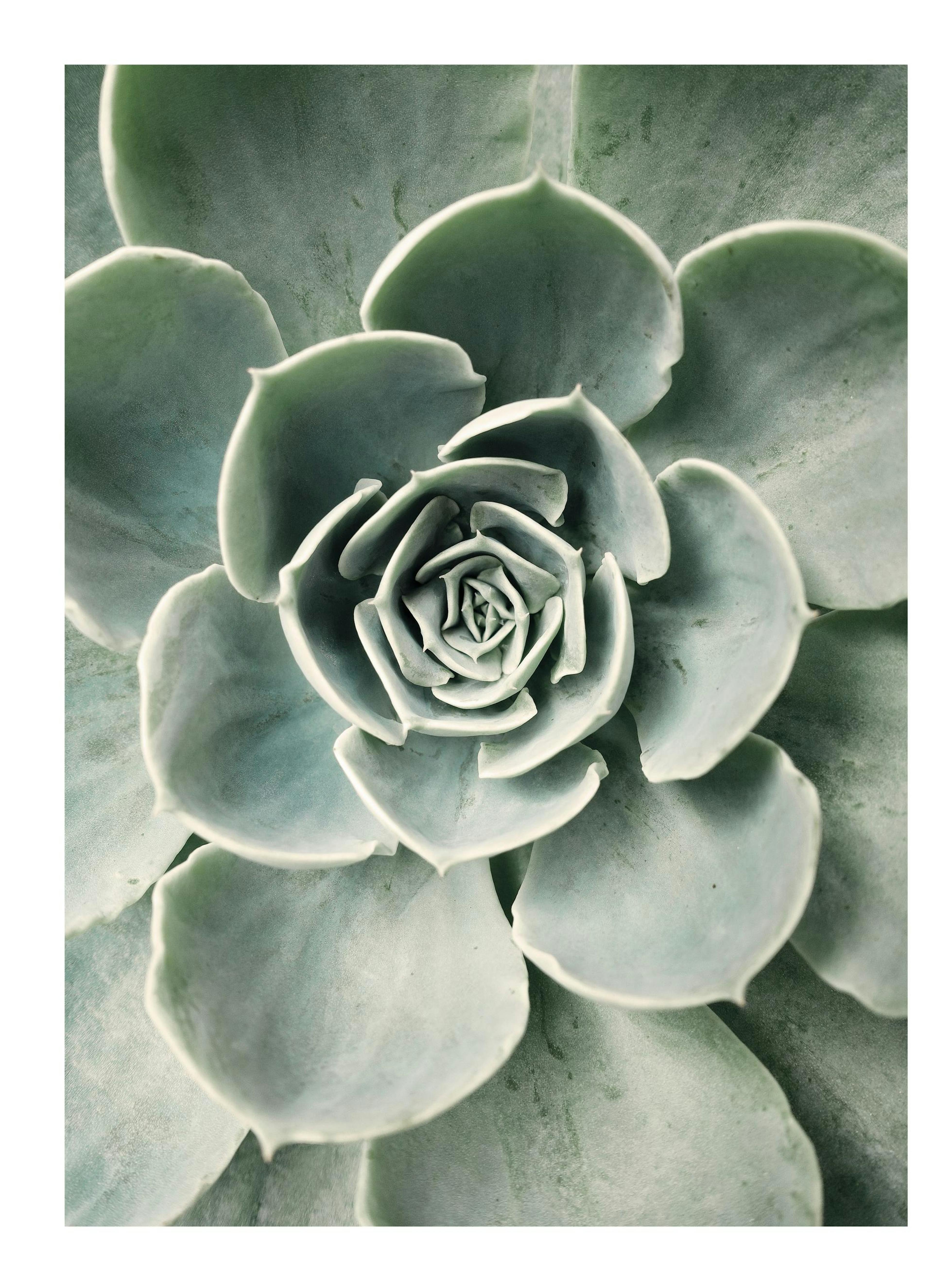 Flower Cactus Poster 0