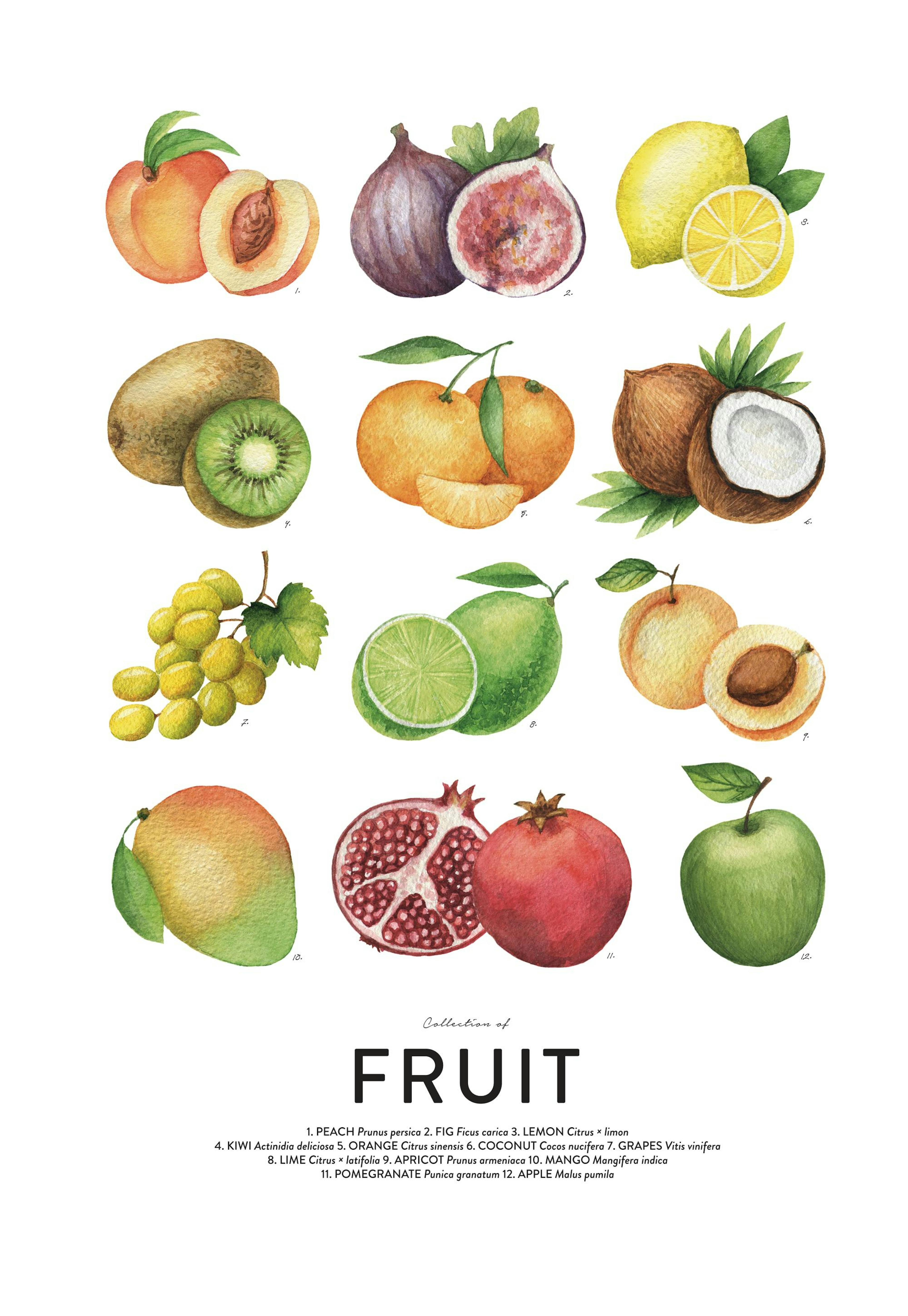Frukt Poster 0