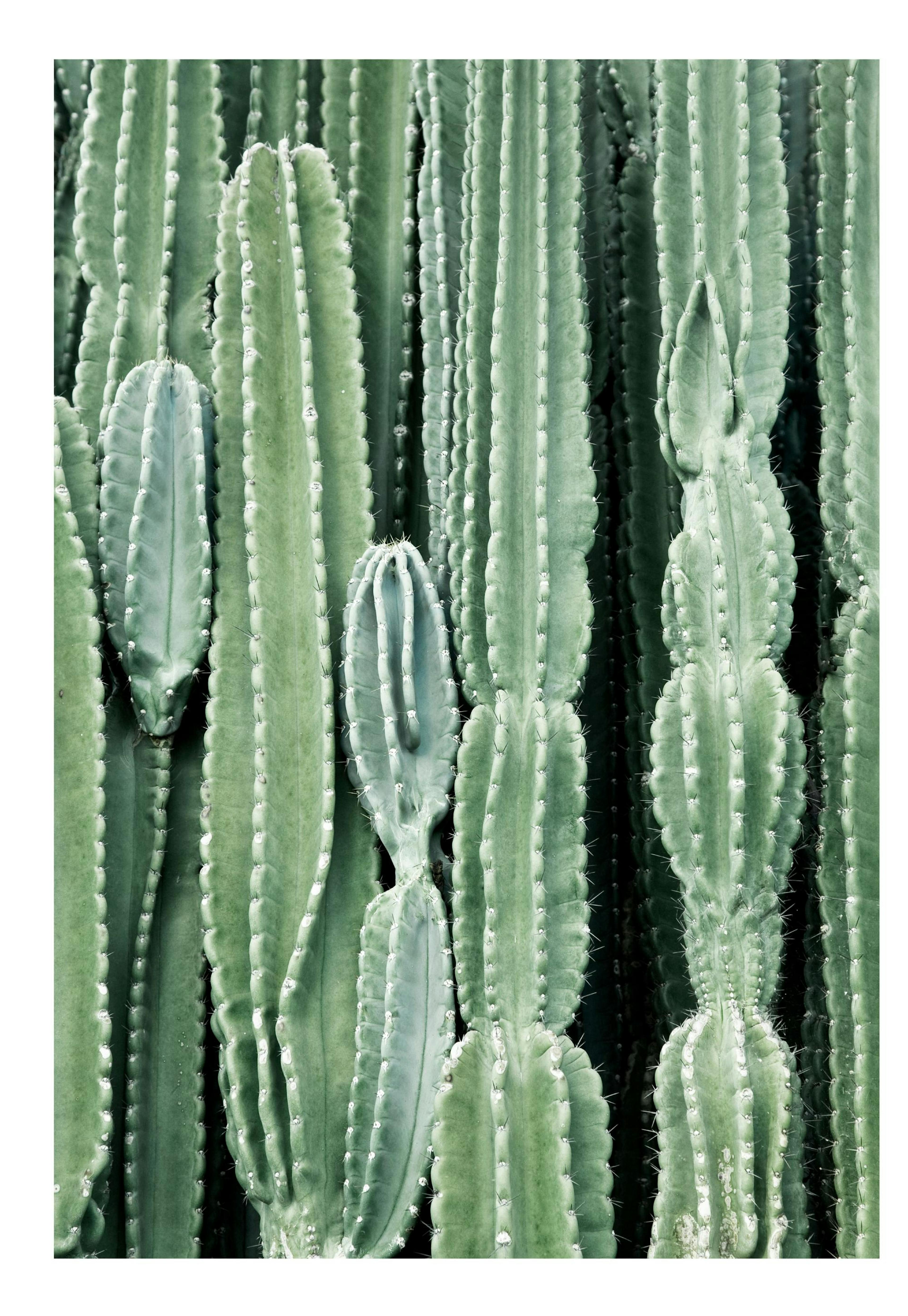 Cactus Poster 0