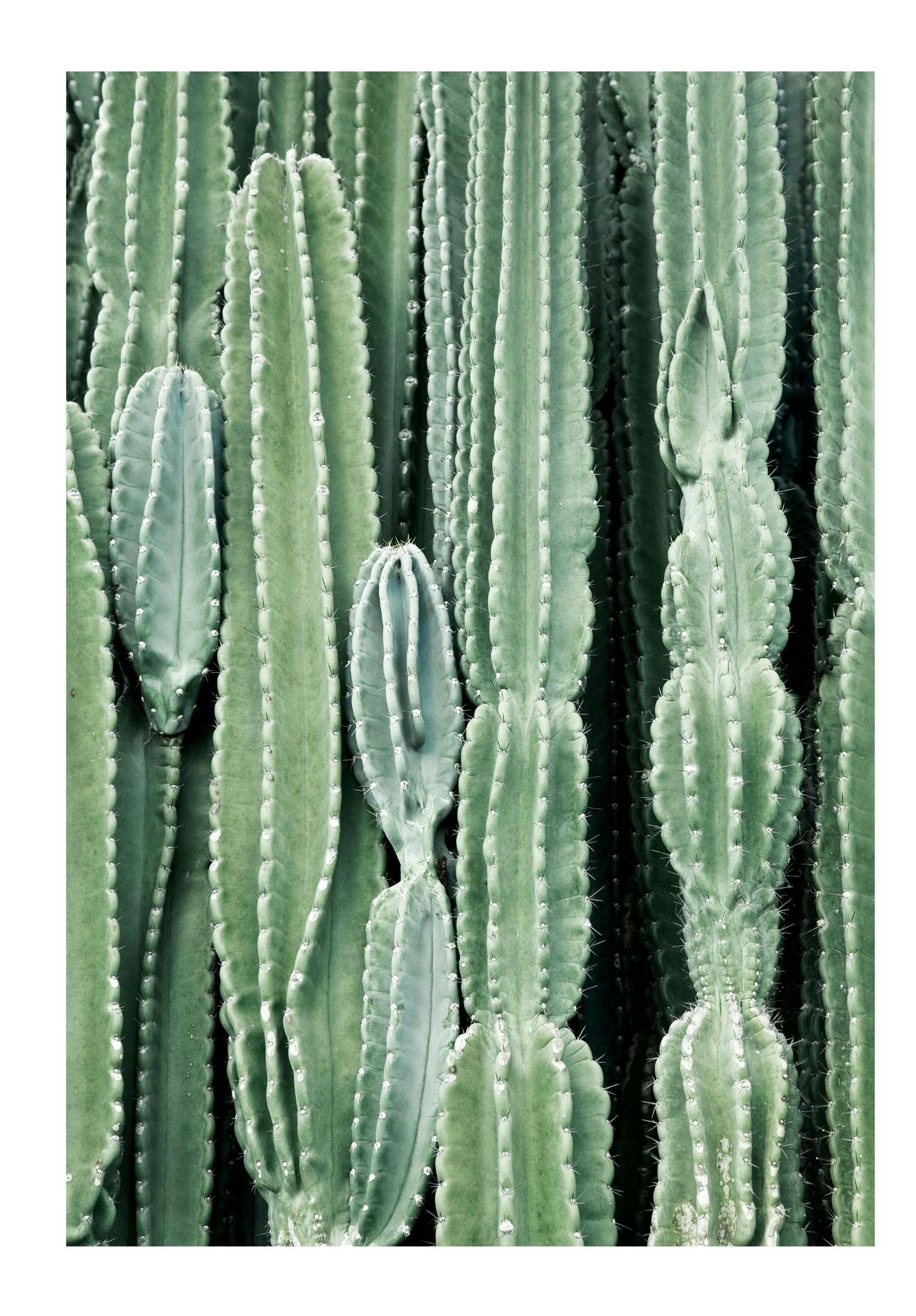 Cactus Poster (21x30 cm) - Poster Store
