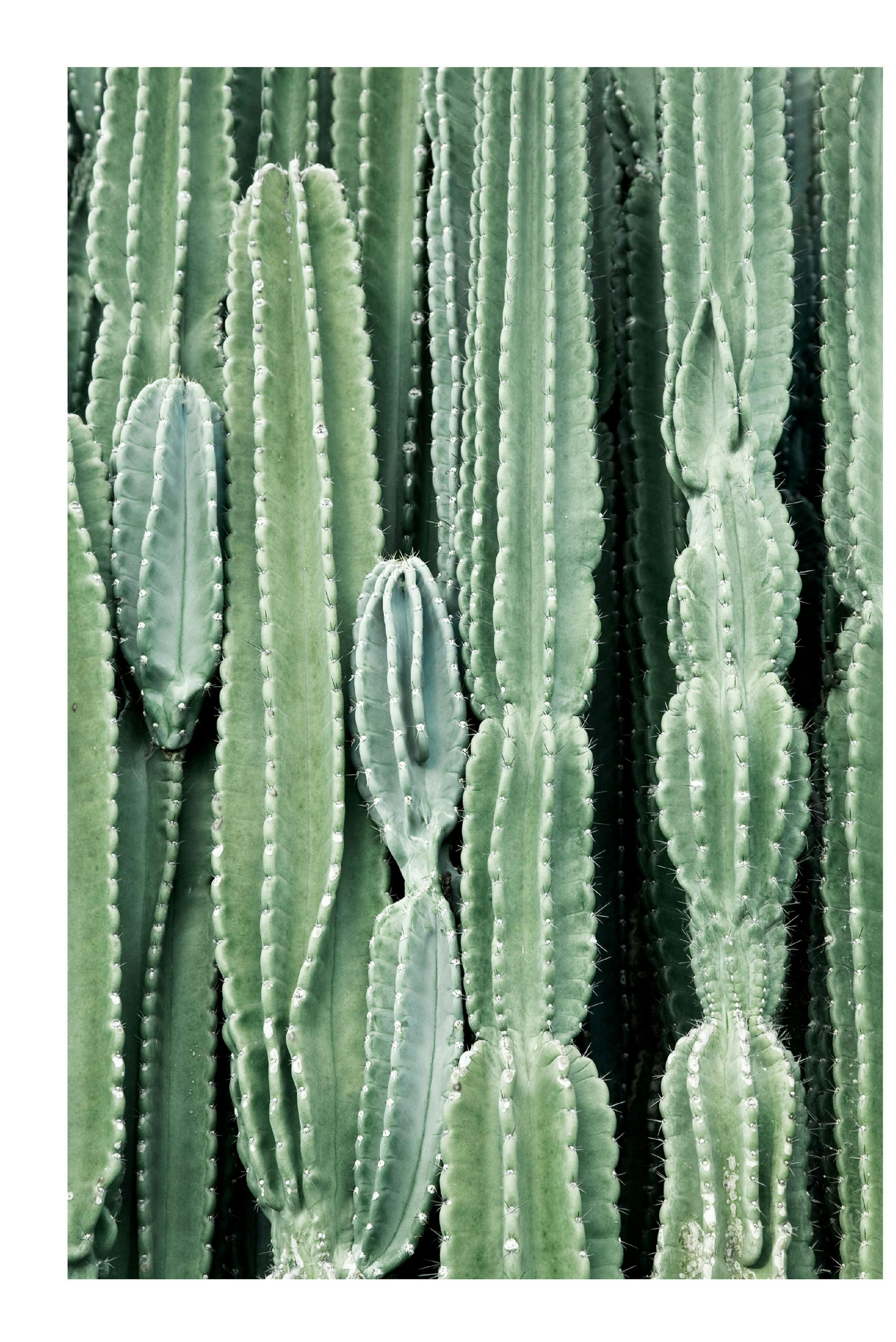 Cactus Poster thumbnail
