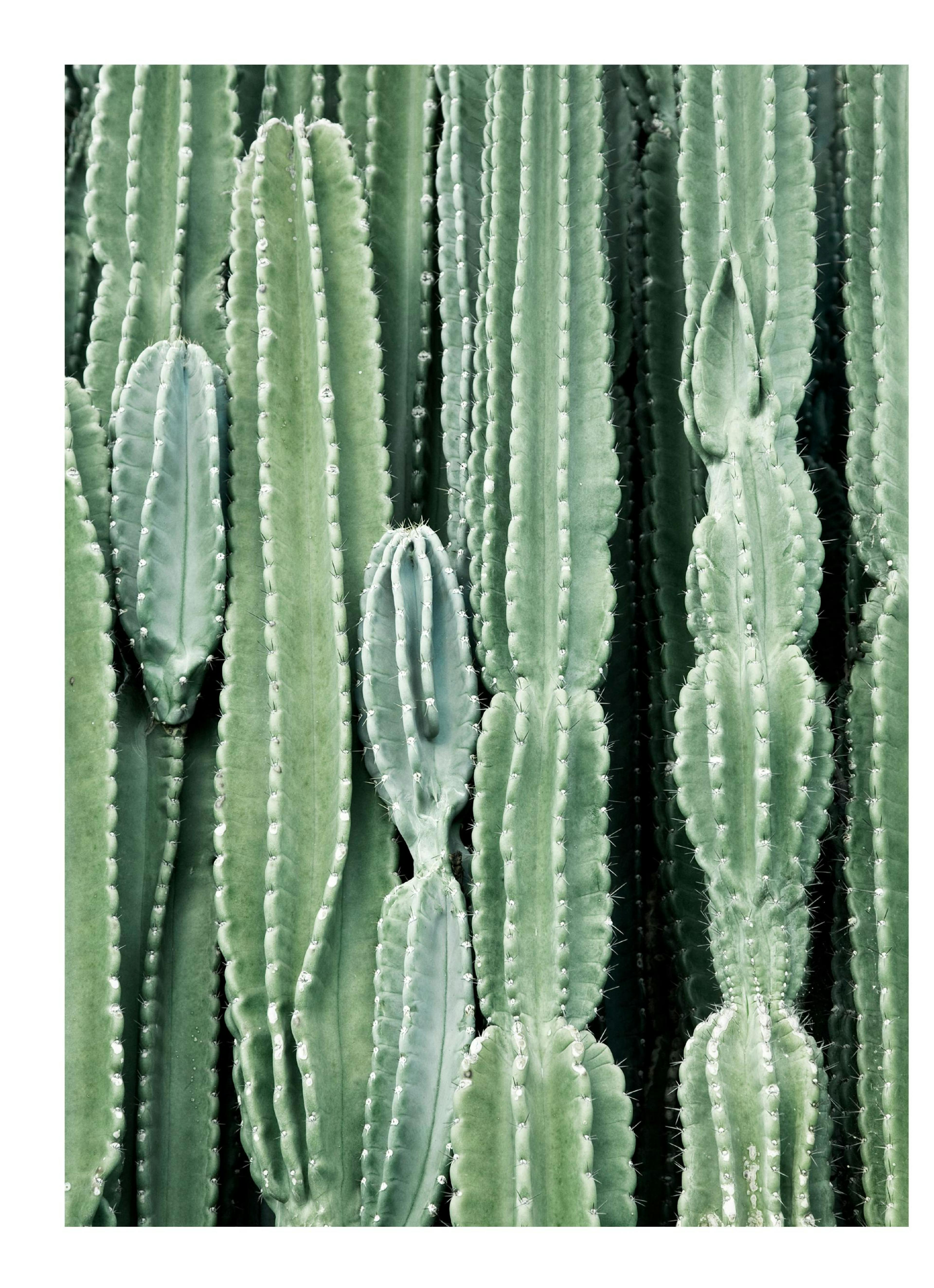 Cactus Poster 0
