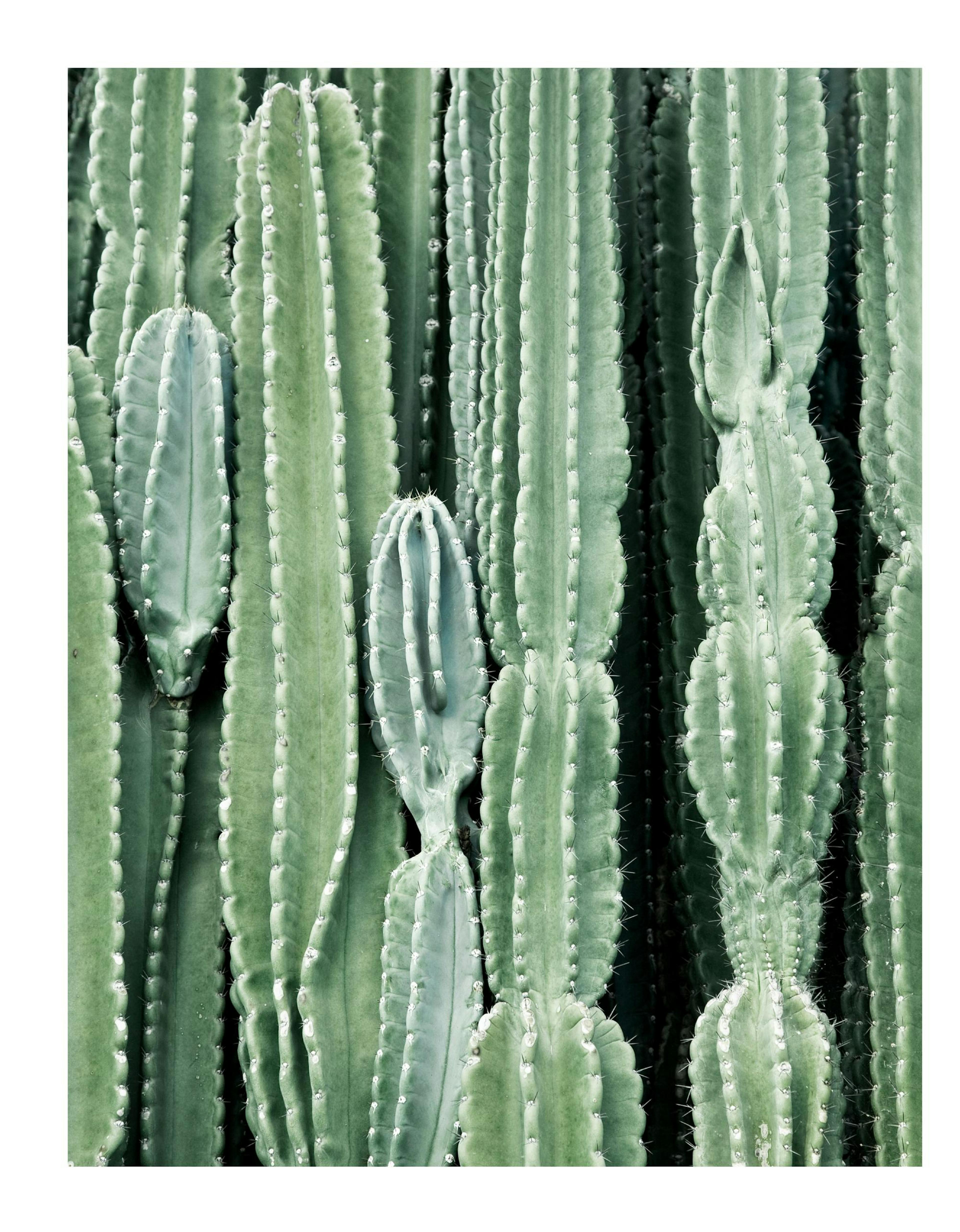 Plakat Kaktus 0