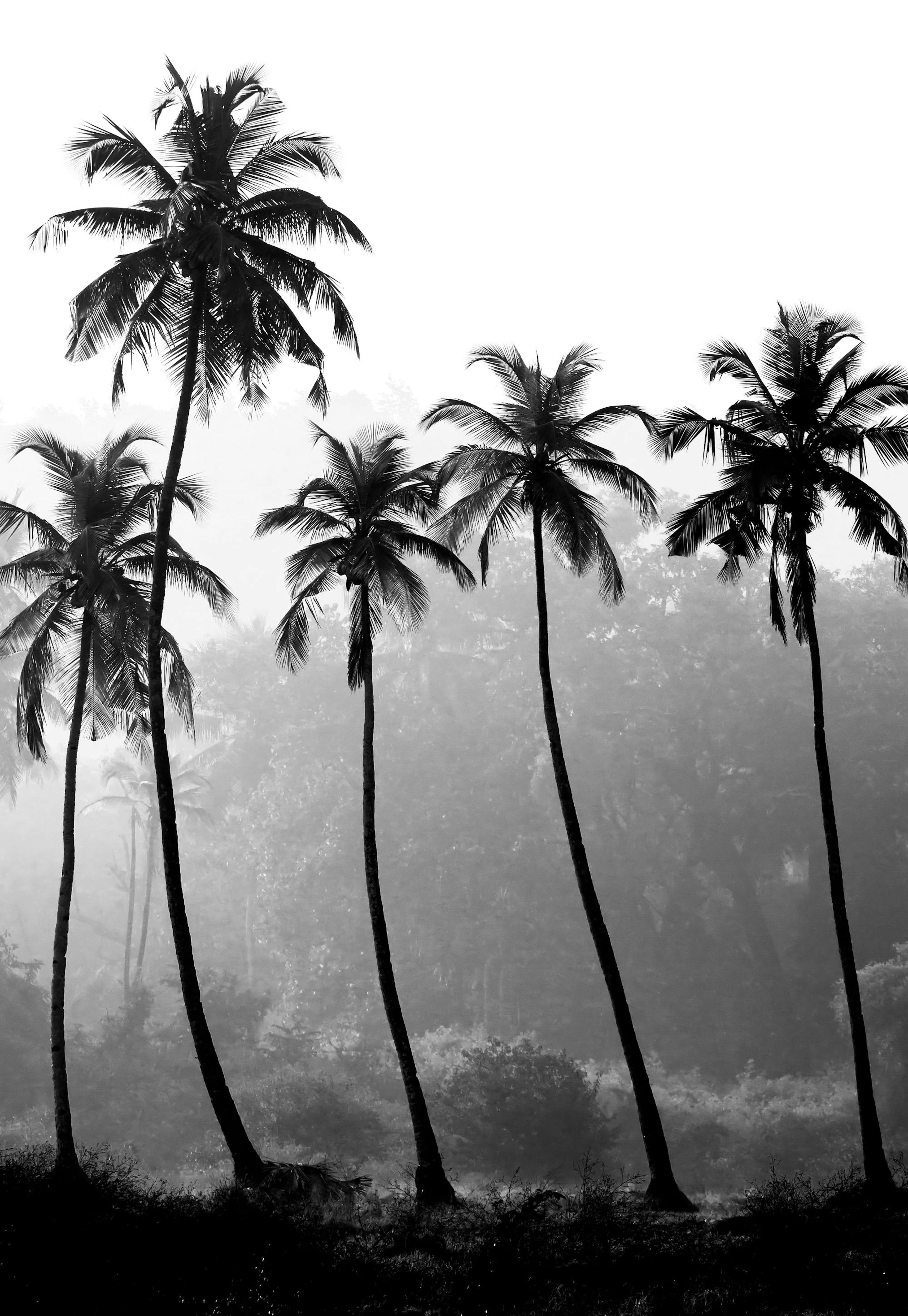 Palm Trees (50x70) 0