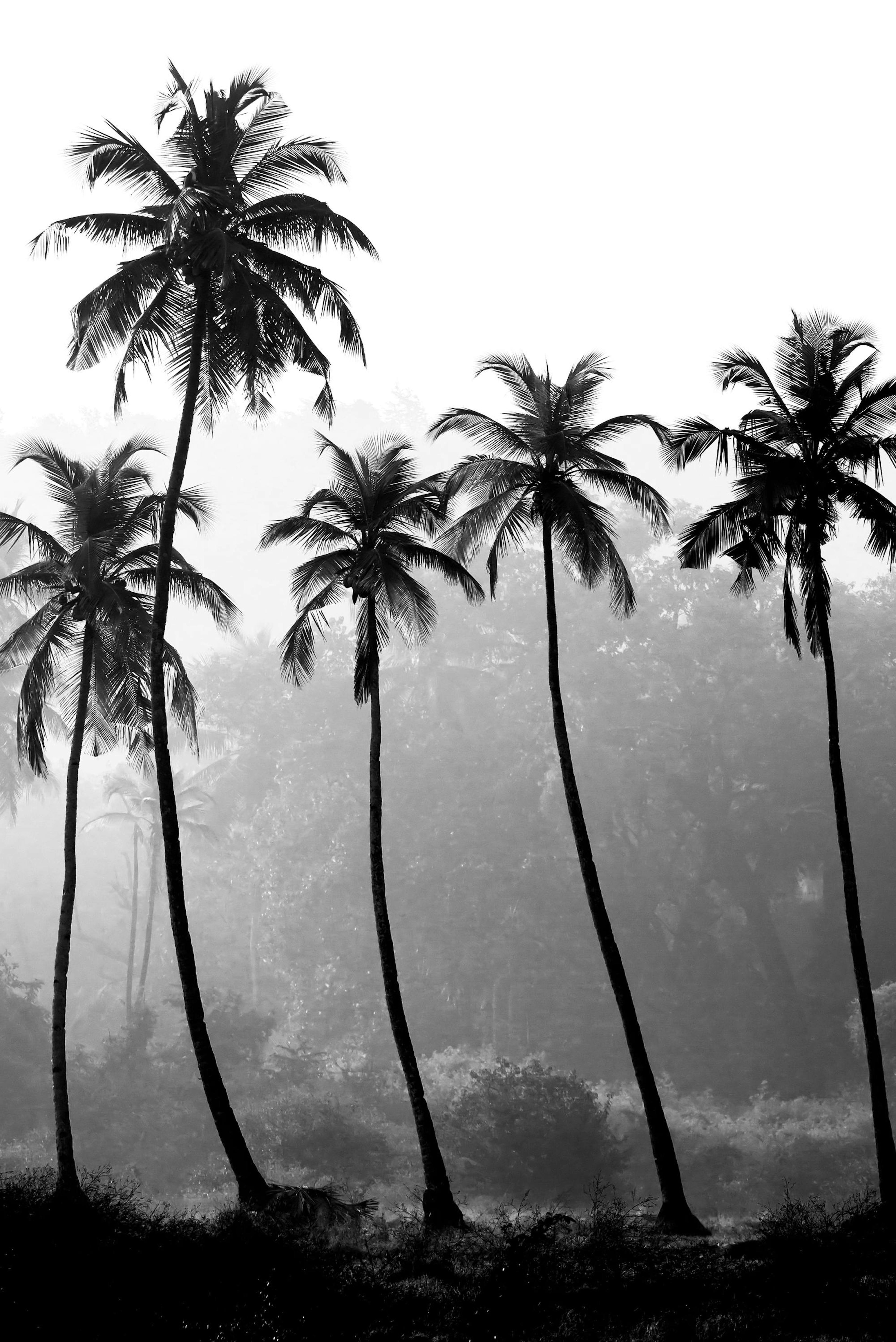 Palm Trees (50x70) thumbnail