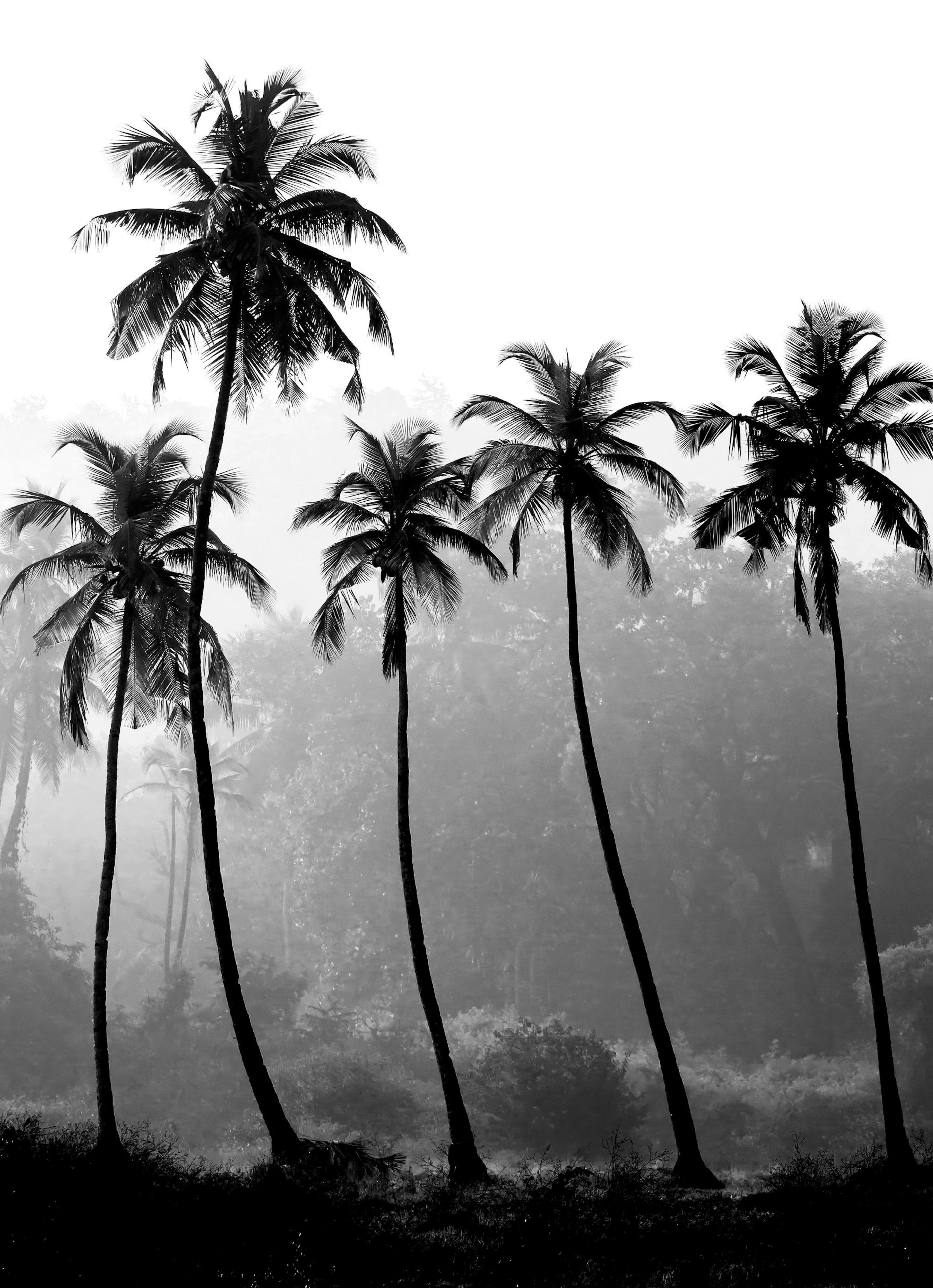 Palms Poster thumbnail