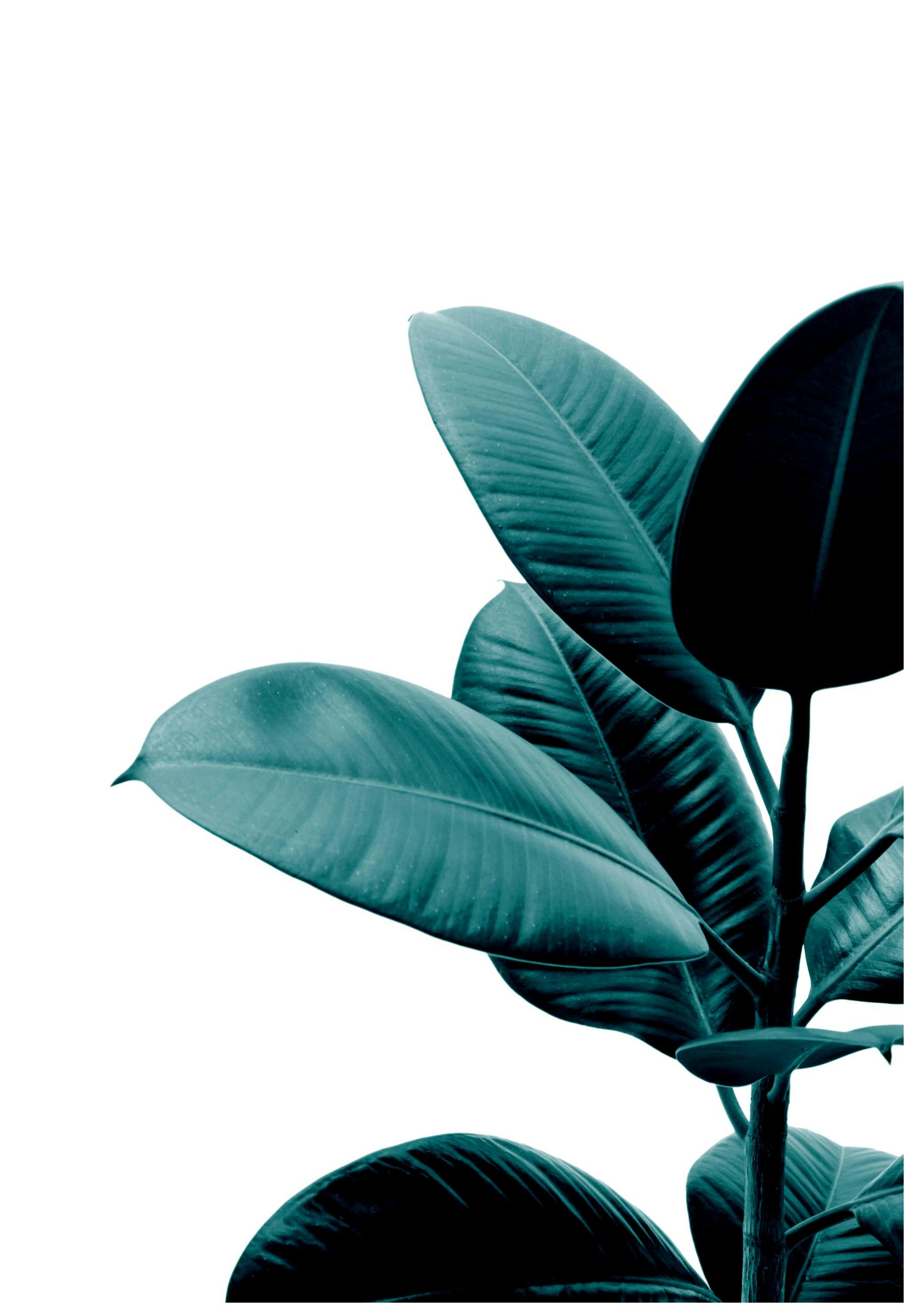 Green rubber plant Poster (21x30 cm) - Poster Store