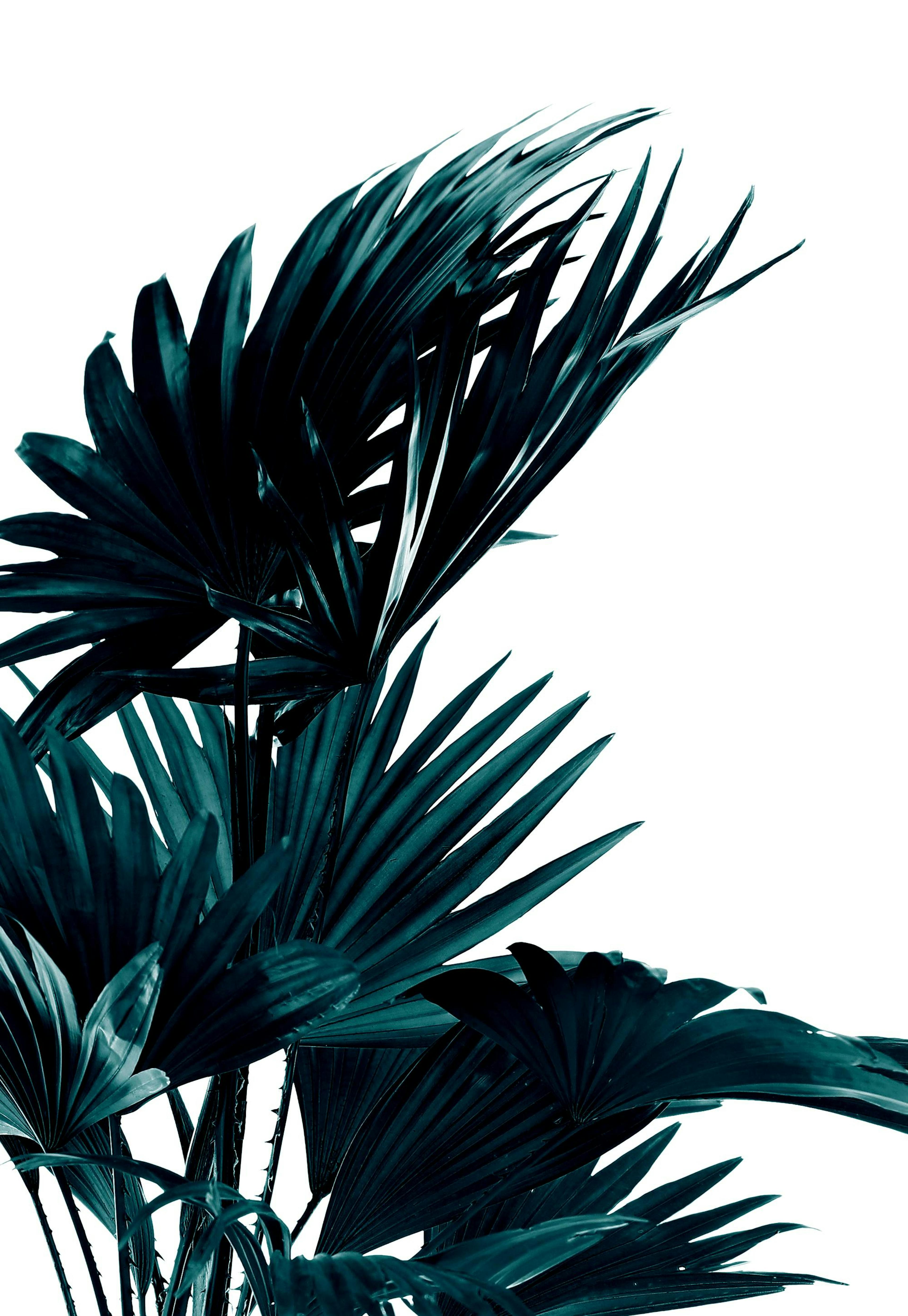 Palmblätter Poster 0