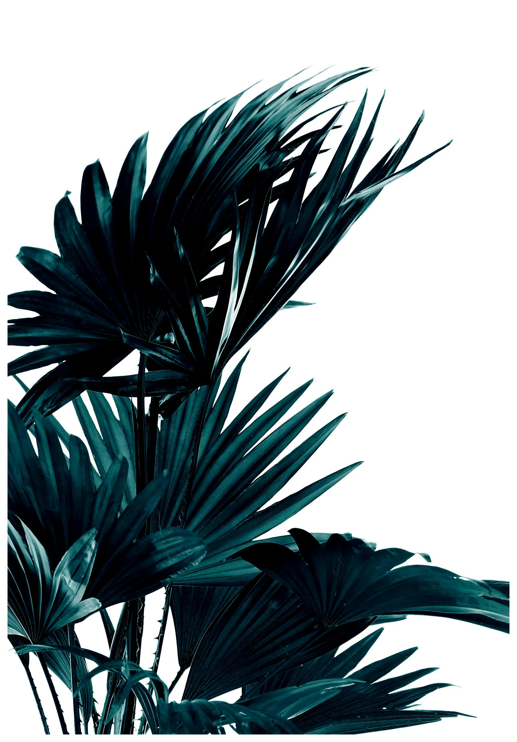 Palmblätter Poster (70x100 cm) - Poster Store