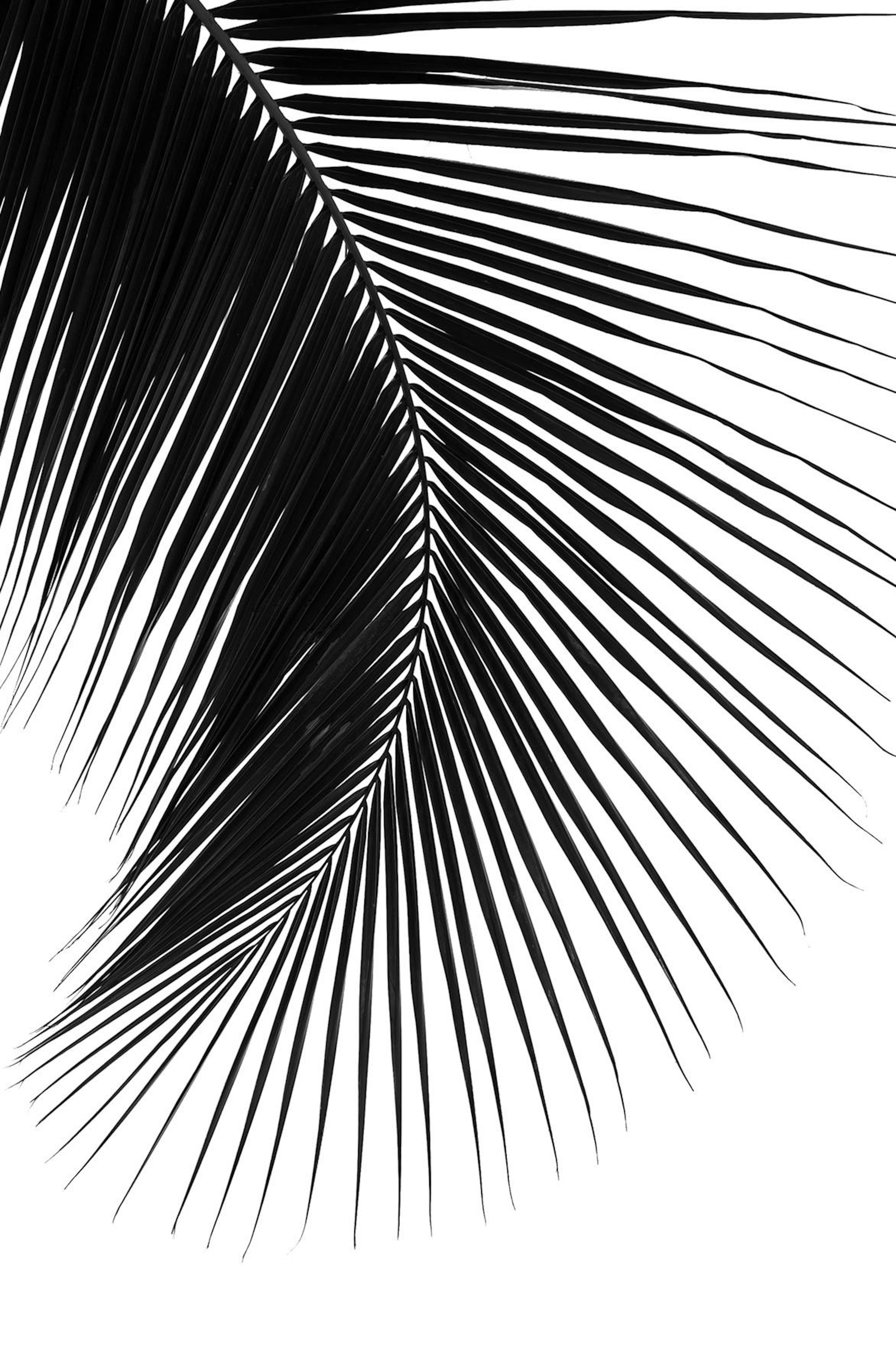 Palm Leaf II Poster thumbnail