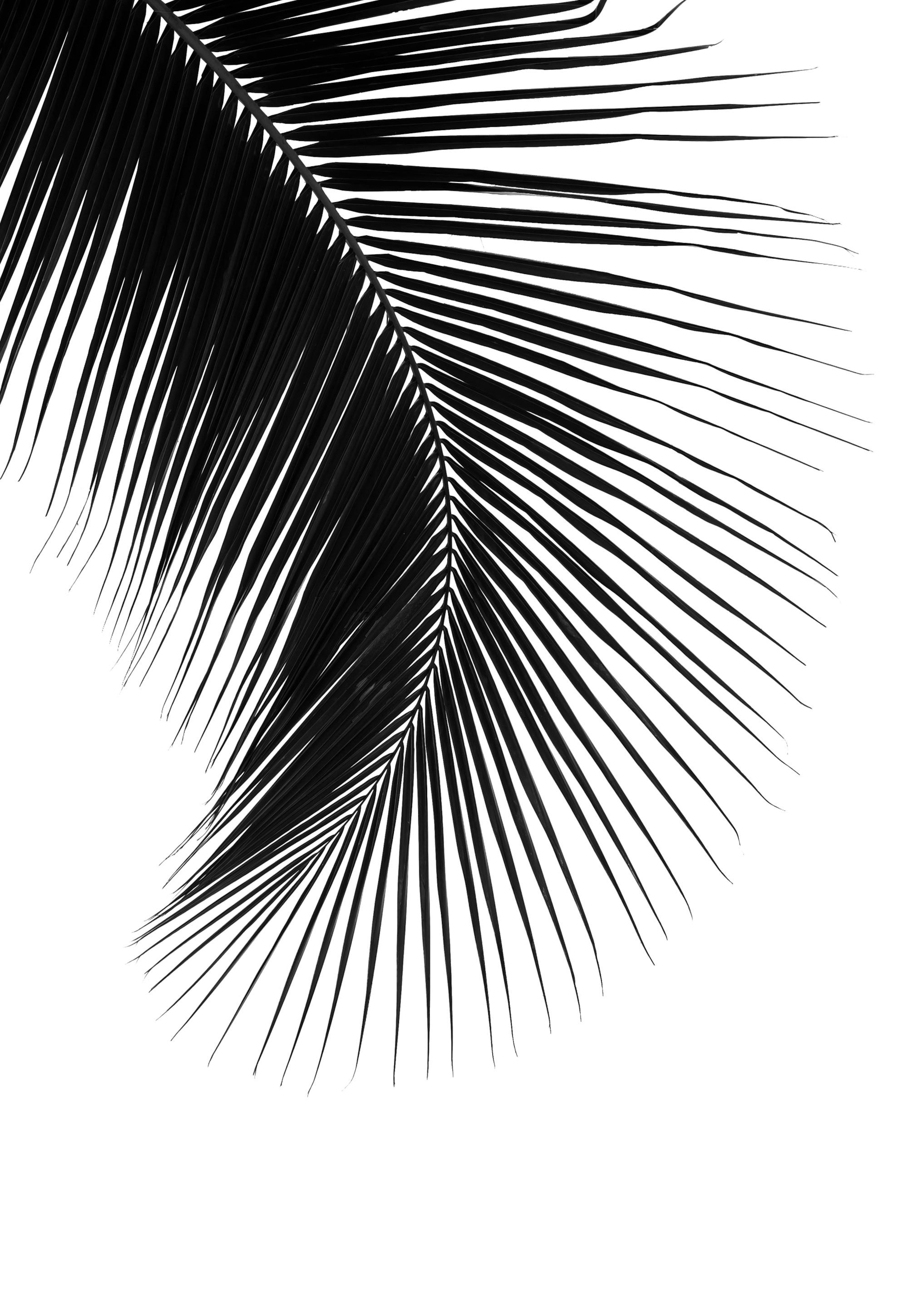 Palm Leaf II Poster 0