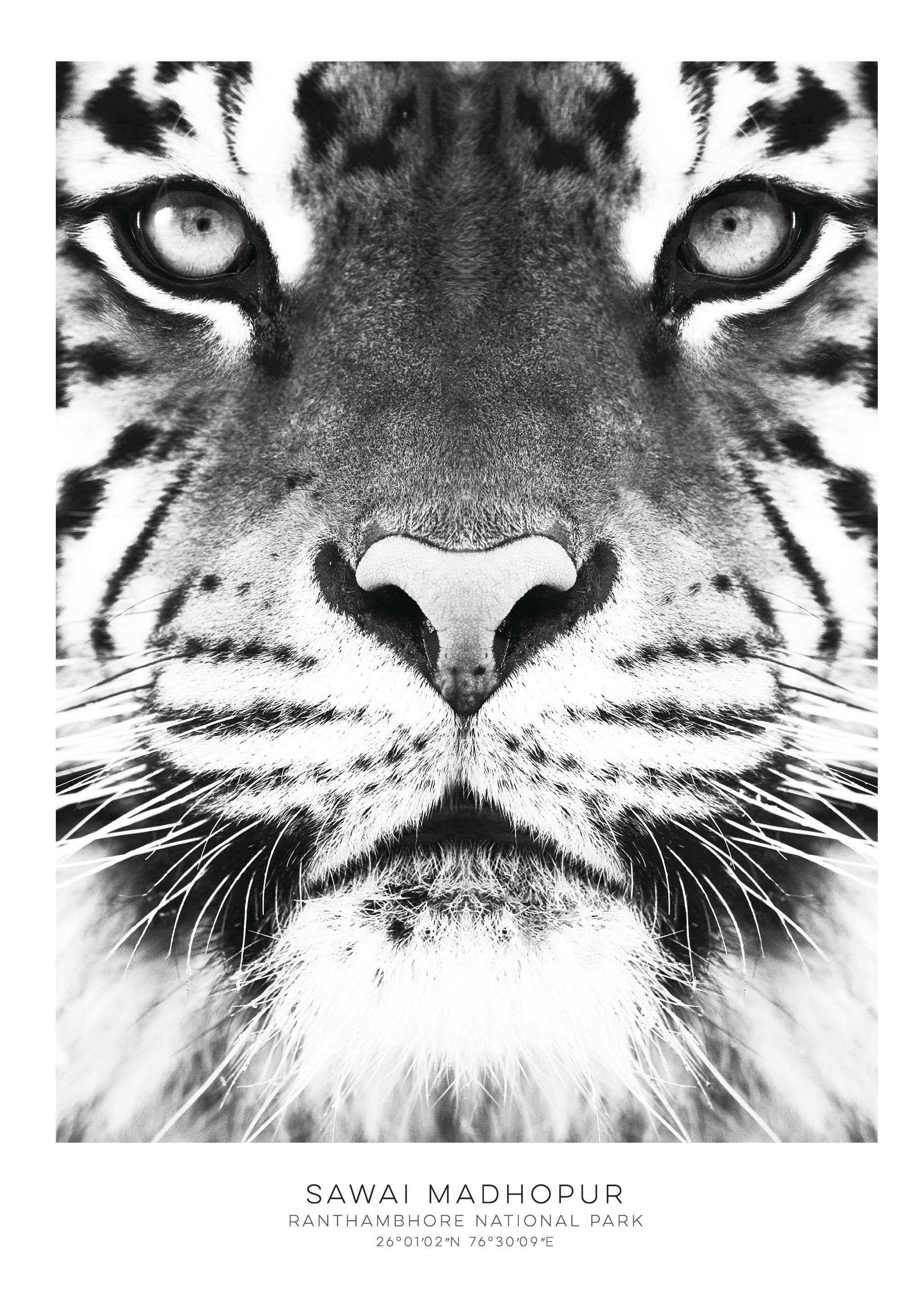 Bengal Tiger Poster 0