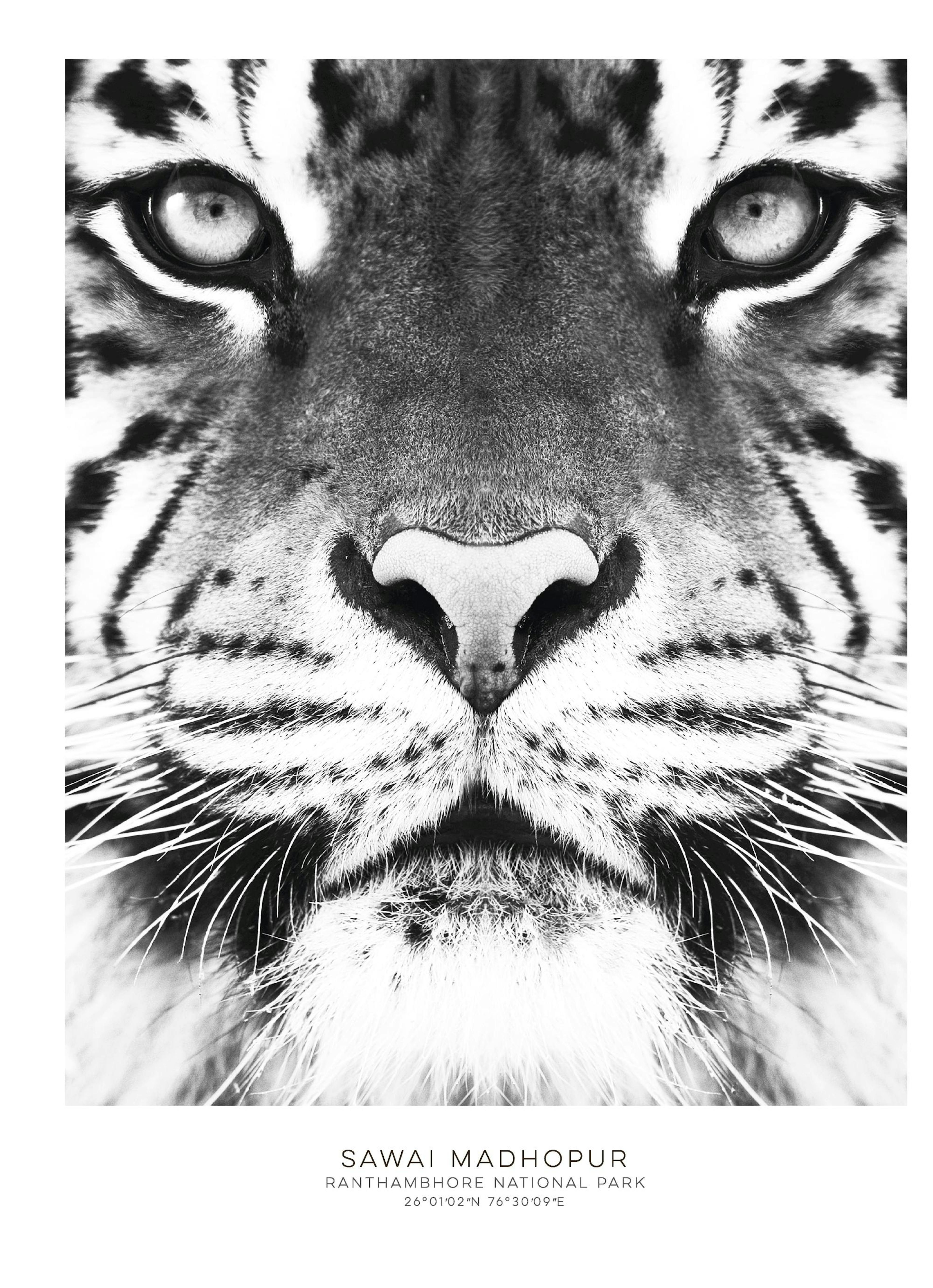 Tigre du Bengale. Poster thumbnail