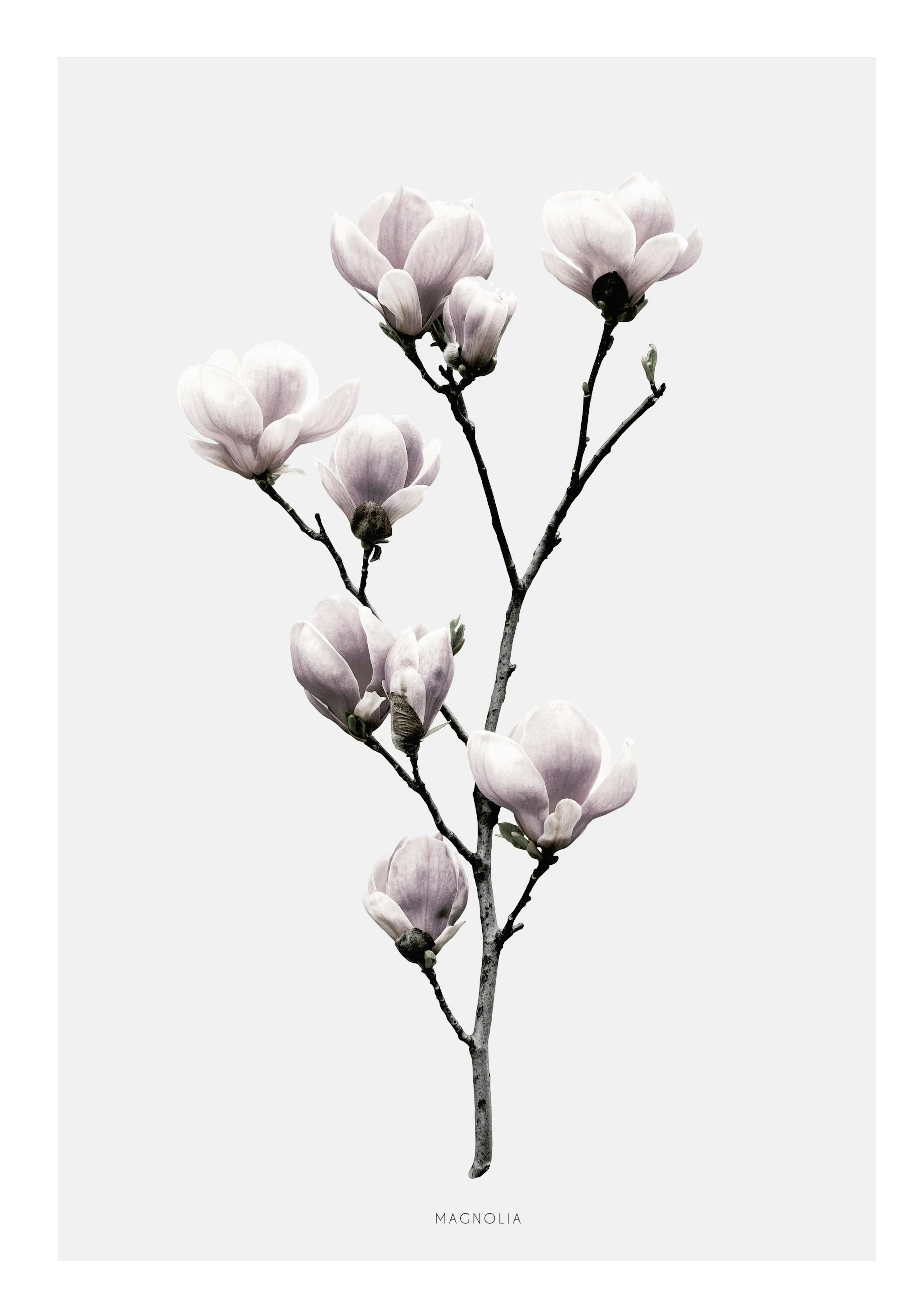 Magnolia, Poster 0