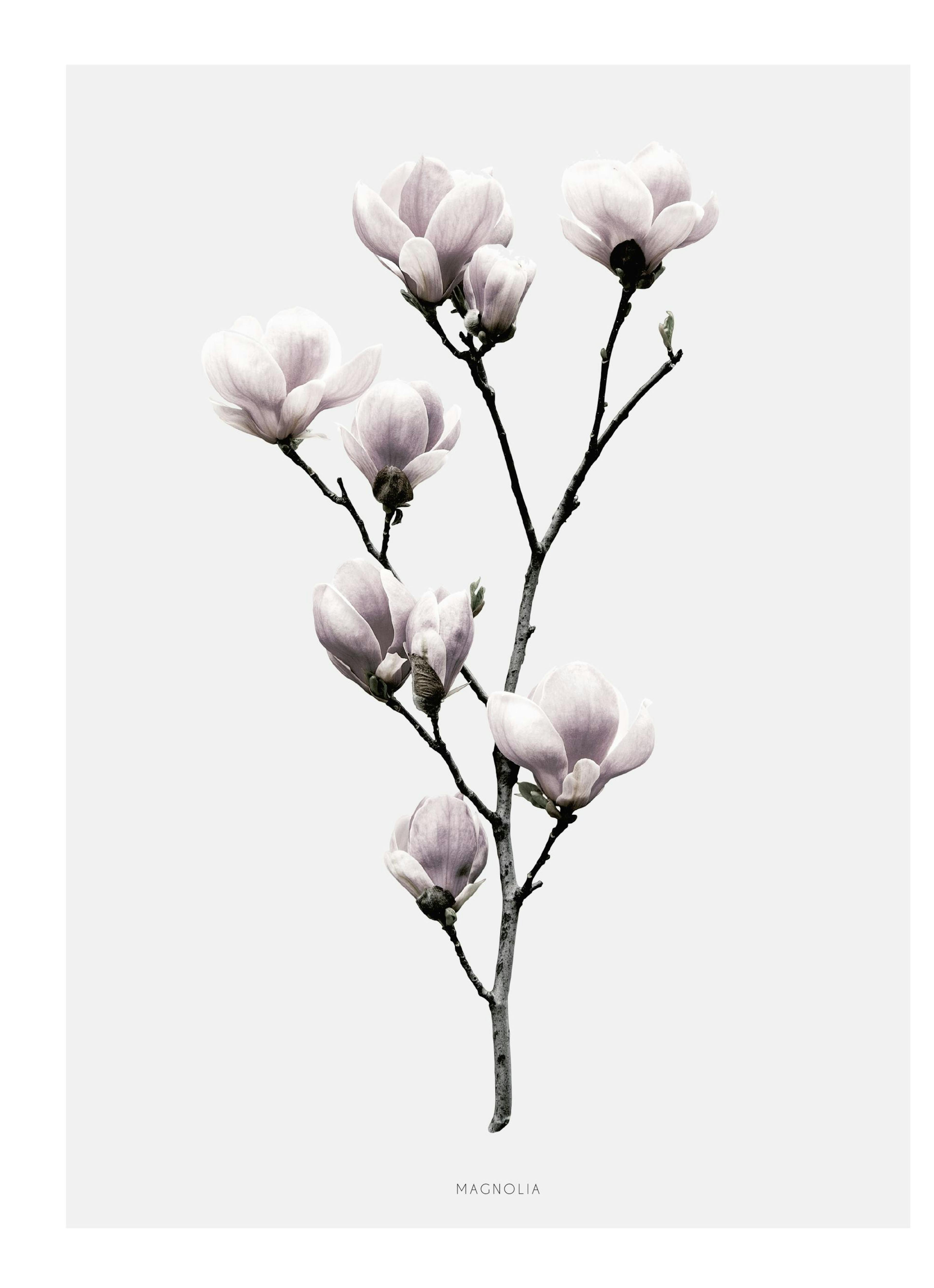 Magnolia Poster thumbnail