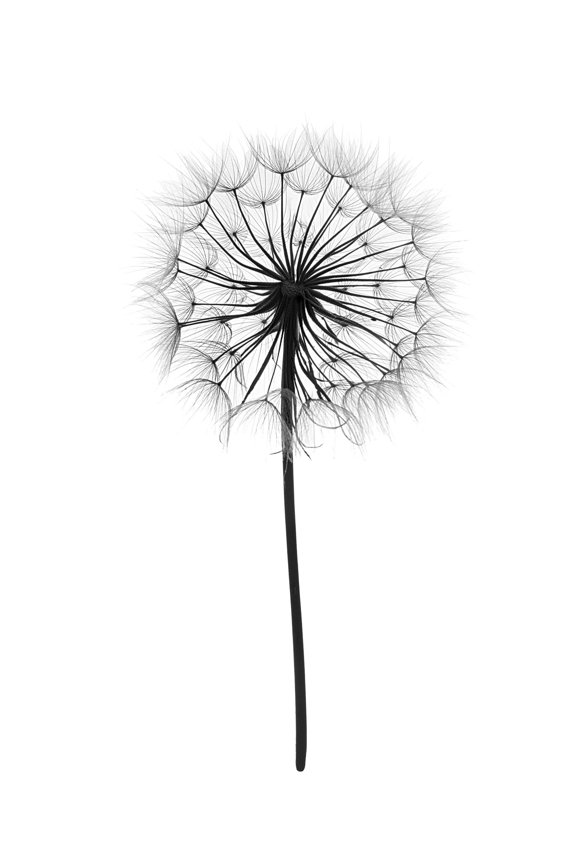 Dandelion Poster 0