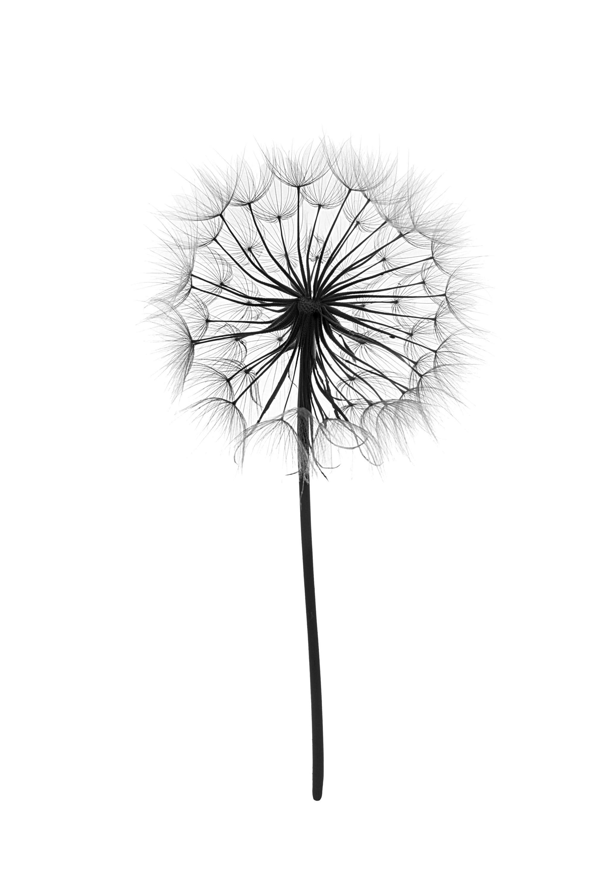 Dandelion Poster (13x18 cm) - Poster Store