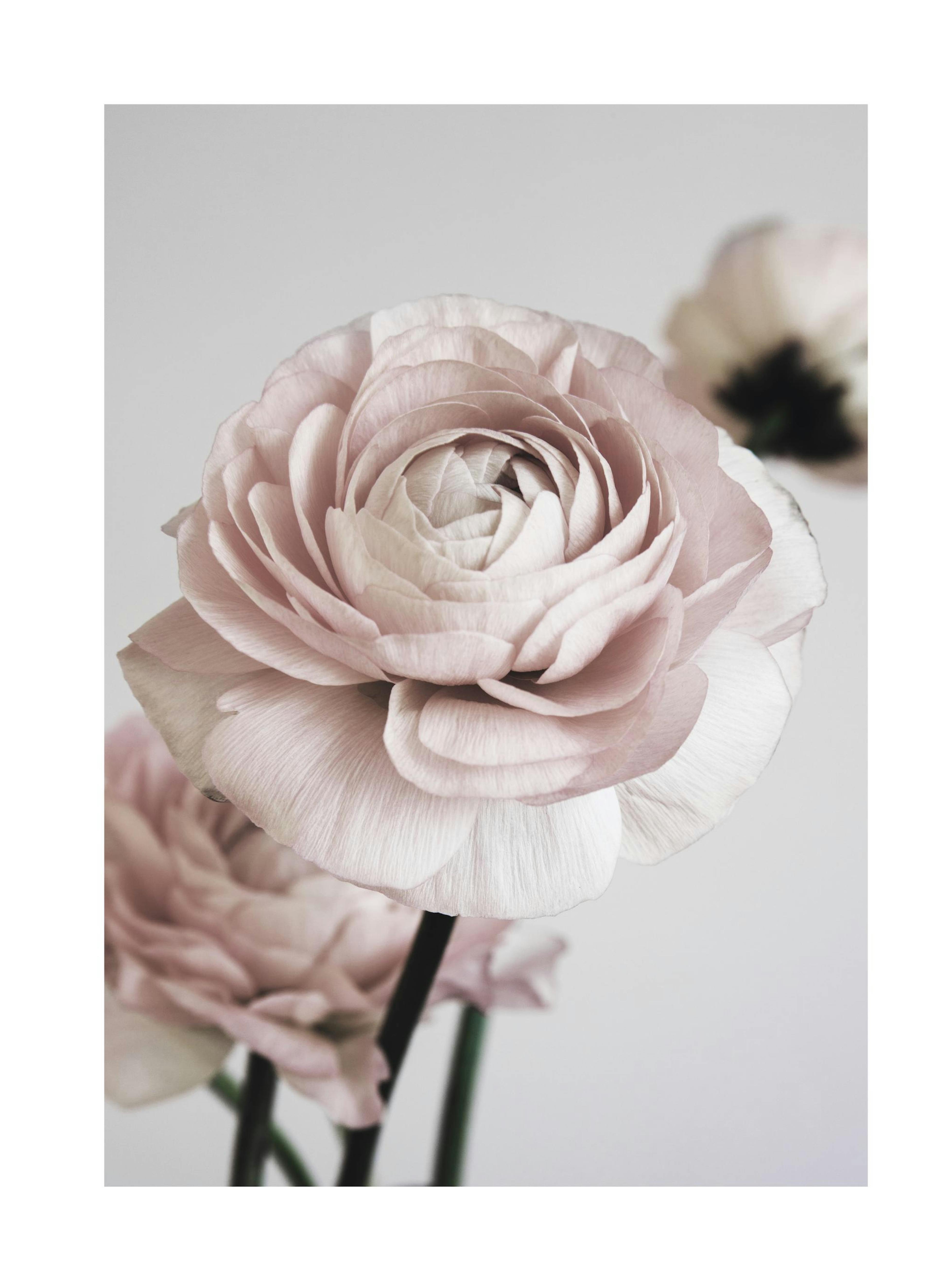Pink Flower Dream No1 Poster thumbnail