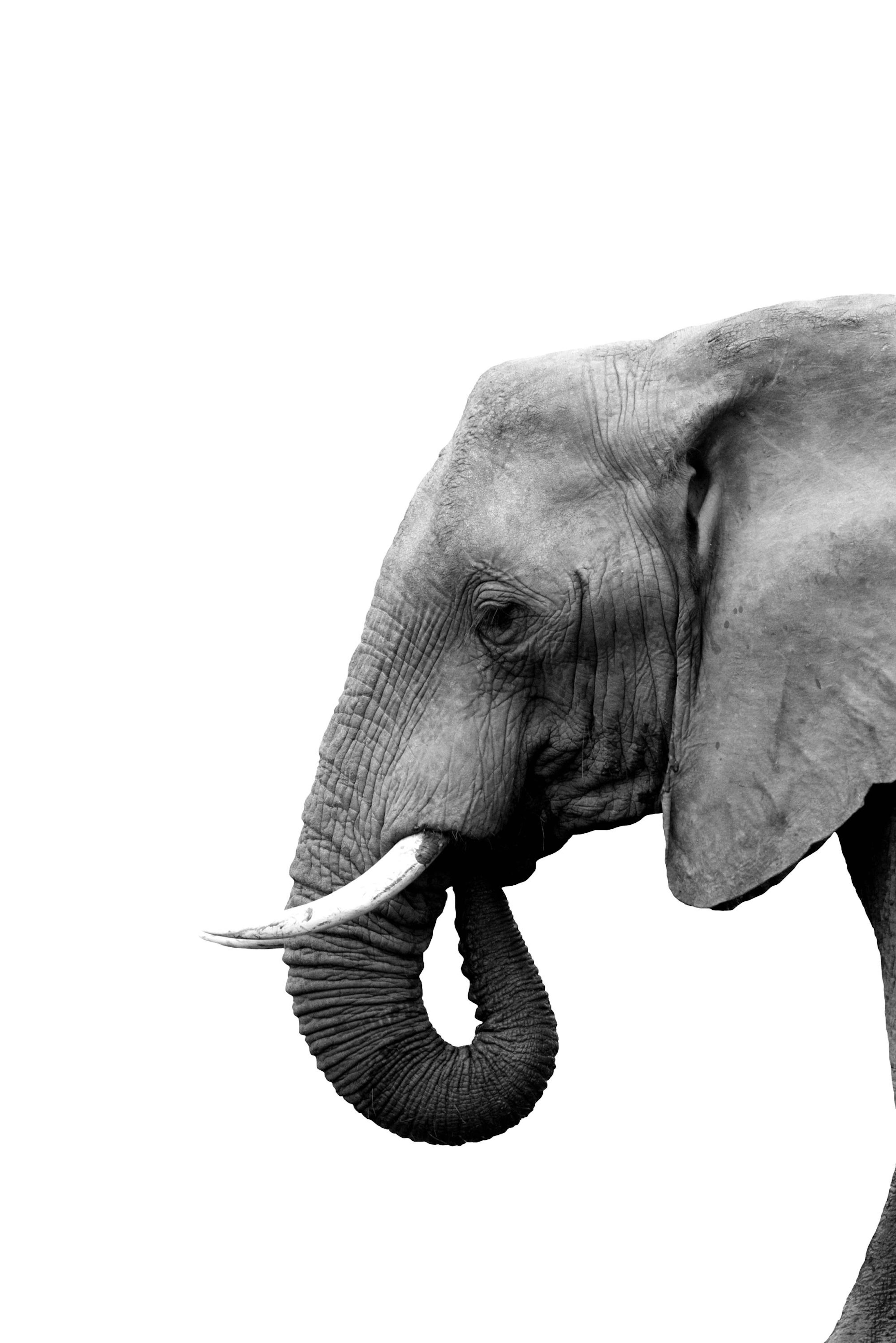 Elephant Profile Poster thumbnail