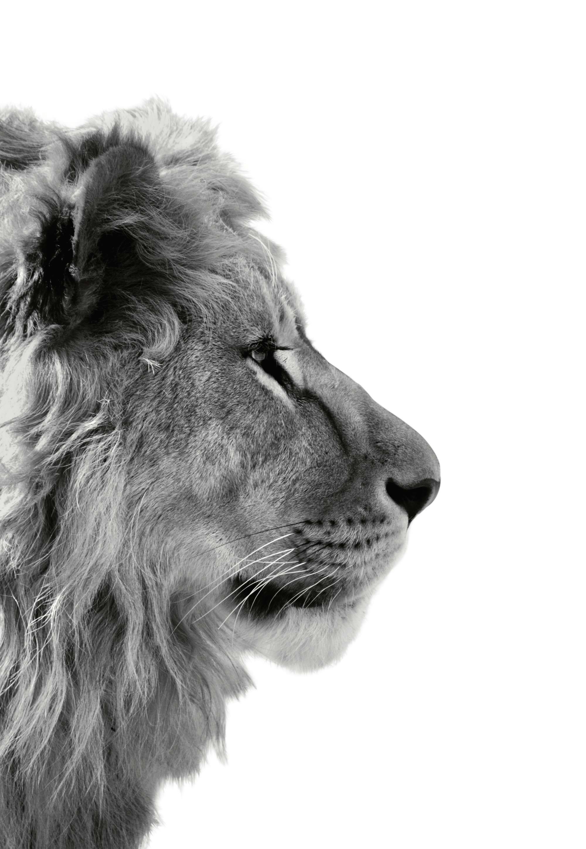 Profilo Leone Poster 0