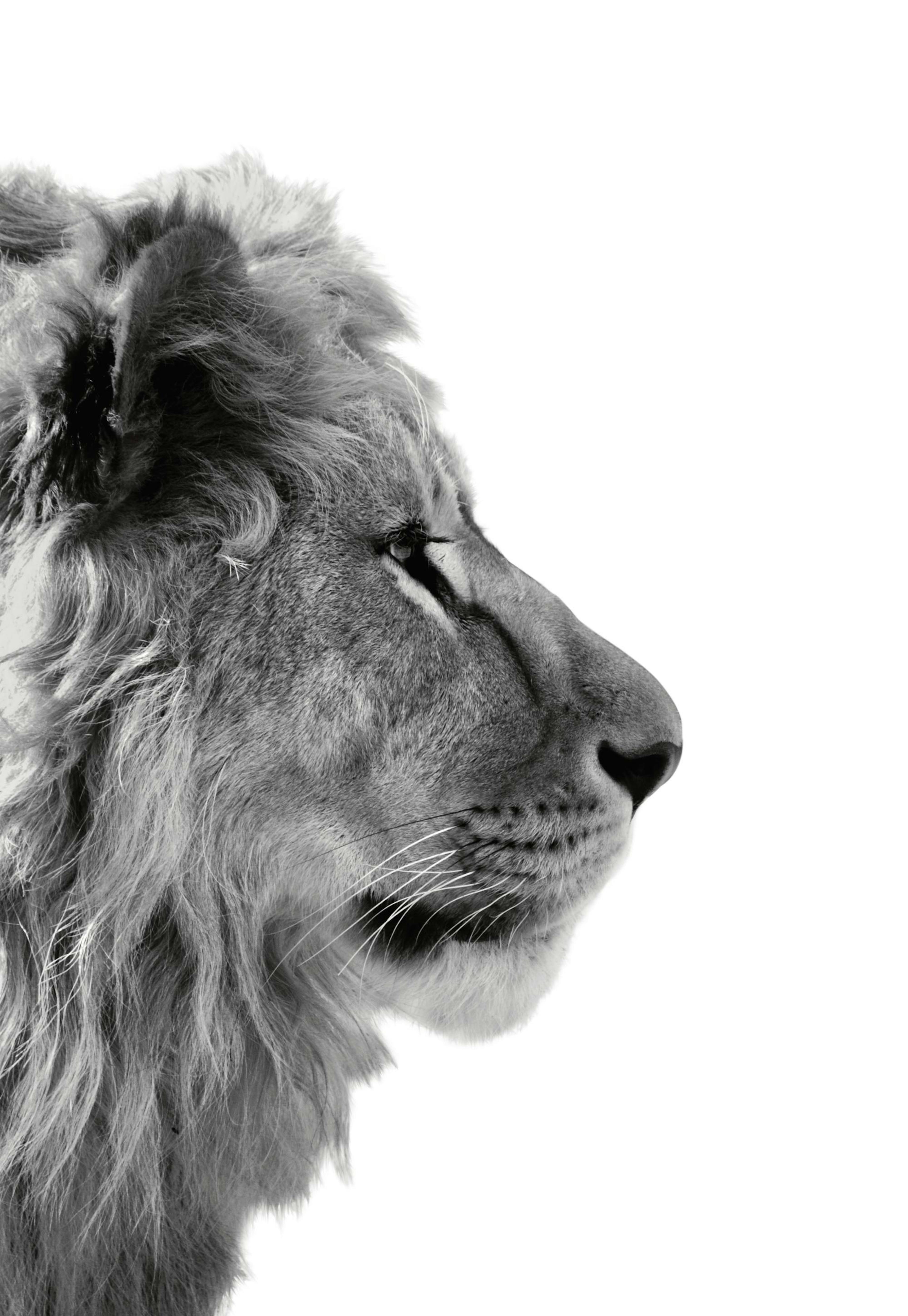 Lion Profile Poster 0