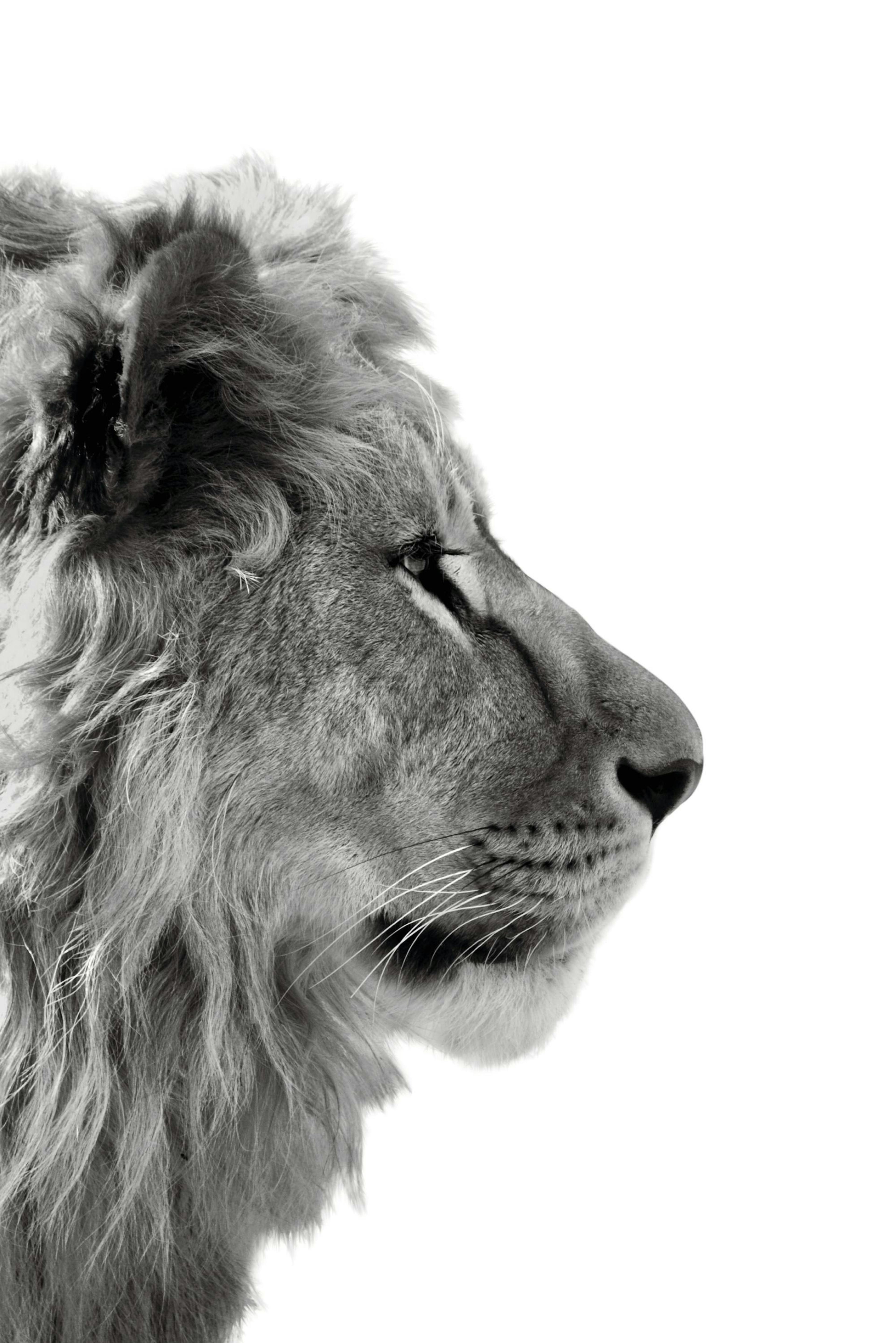 Lion Profile Poster thumbnail