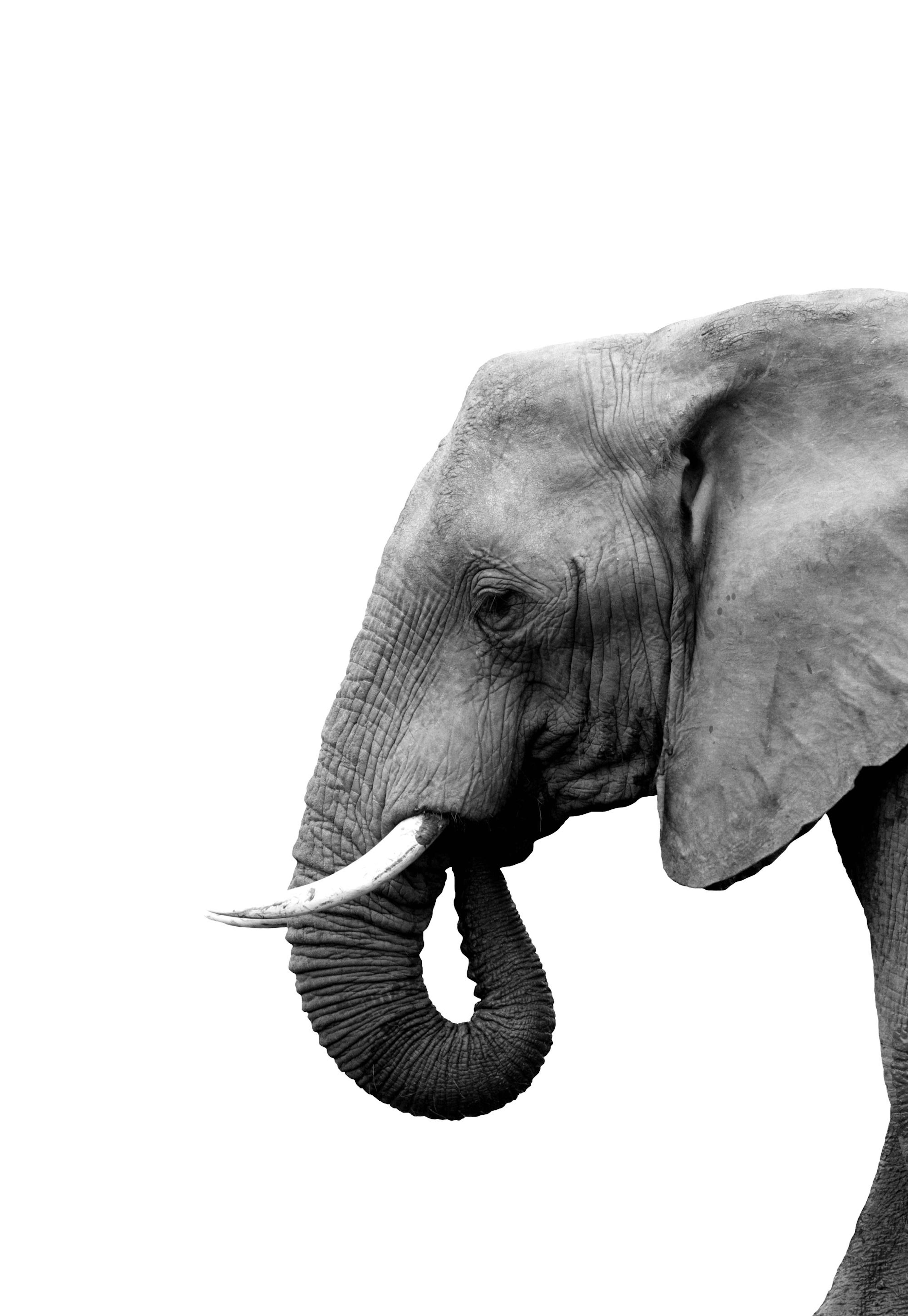 Elefant Profil Plakat 0