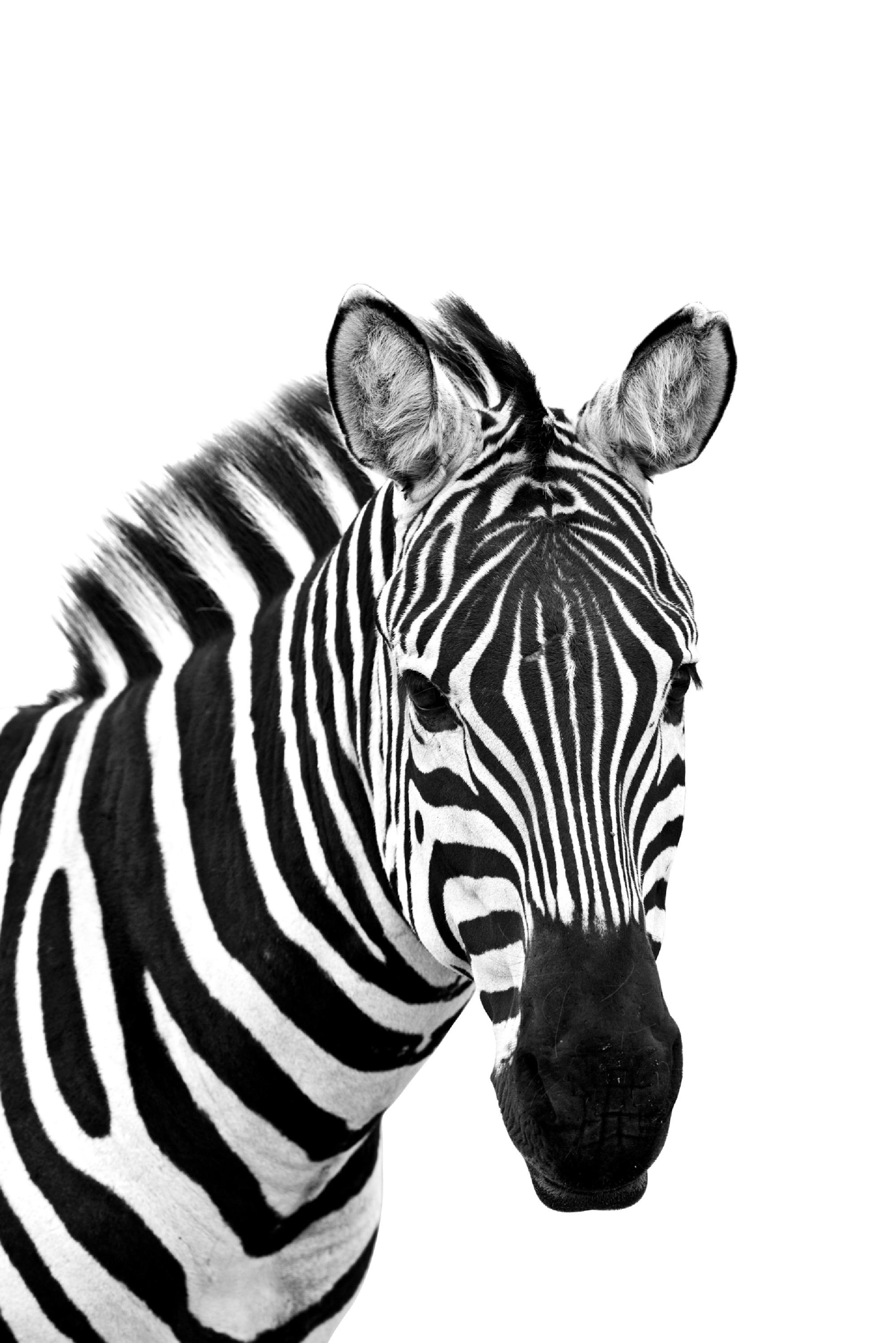 Zebra de Lado Póster thumbnail
