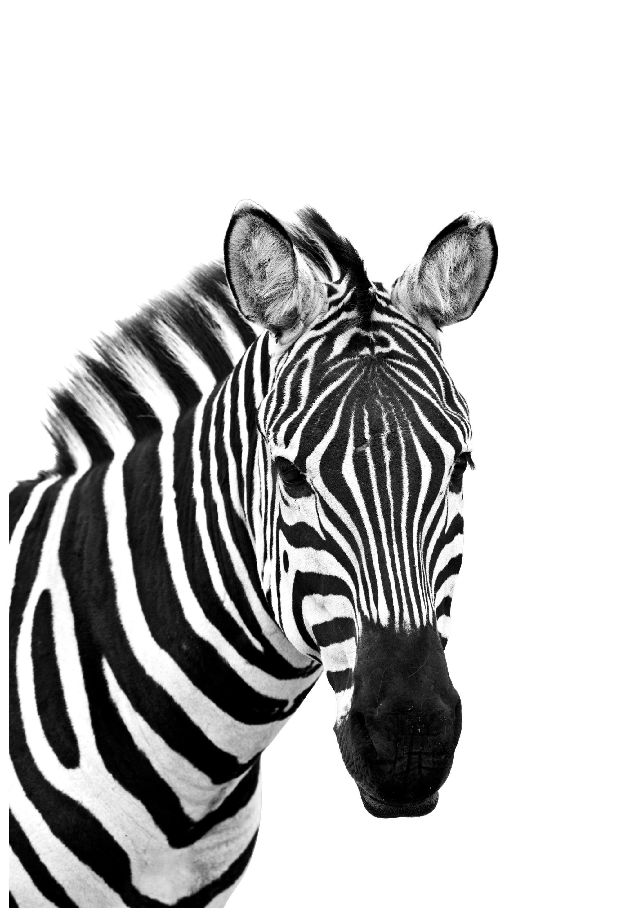 Zebra från sidan Poster (50x70 cm) - Poster Store