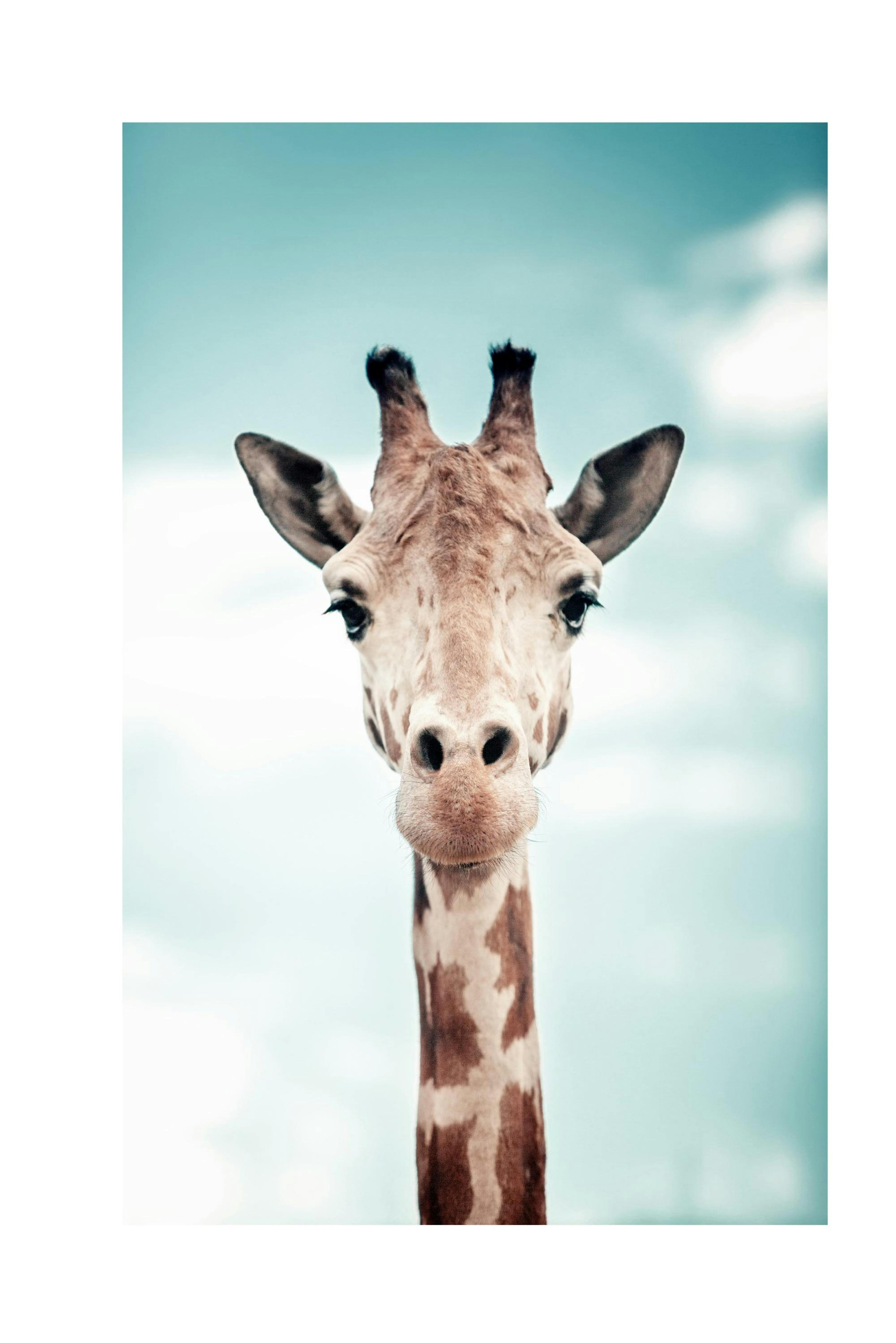 Peek A Boo Girafe Poster thumbnail