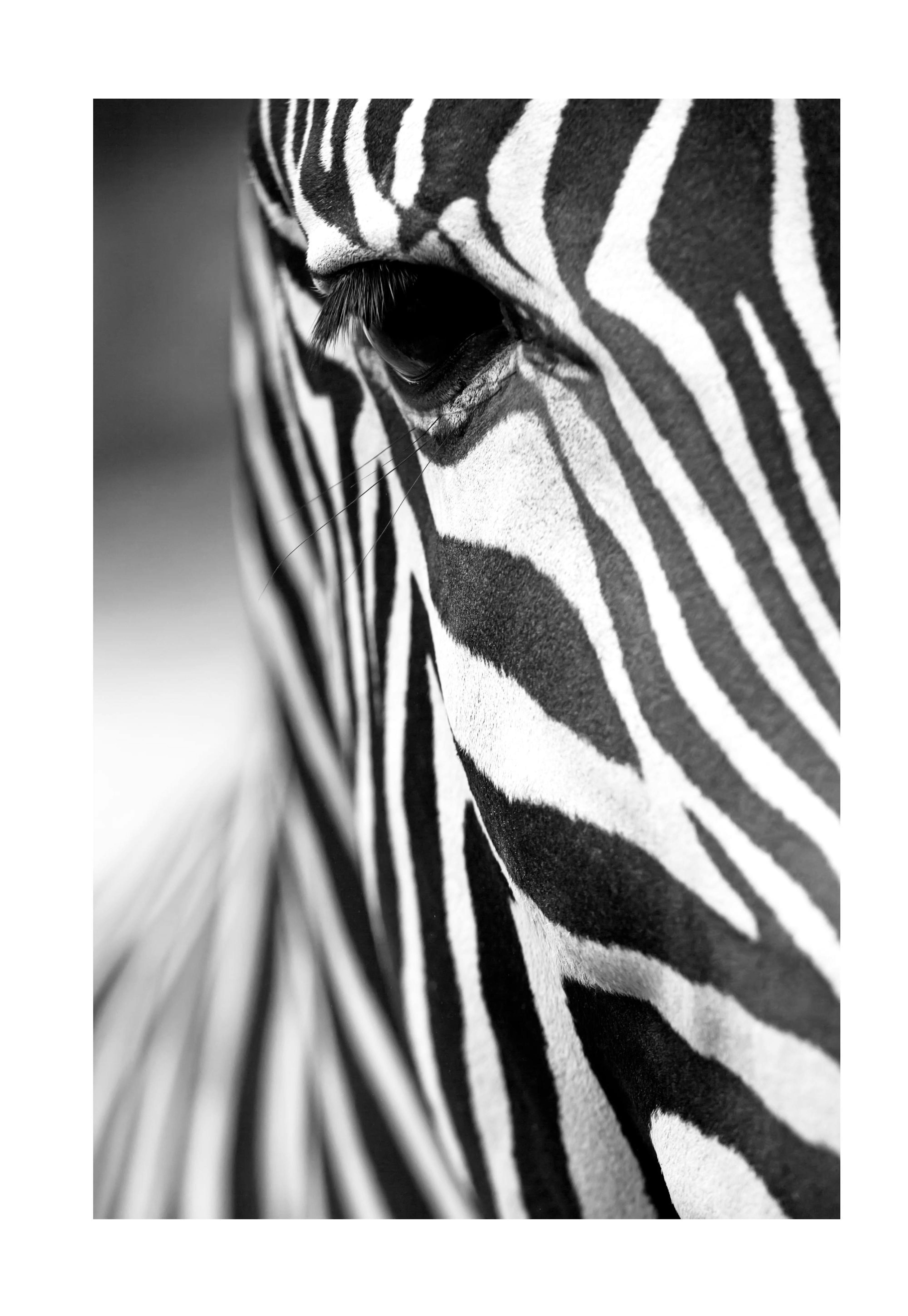 Zebra Stripes Poster 0
