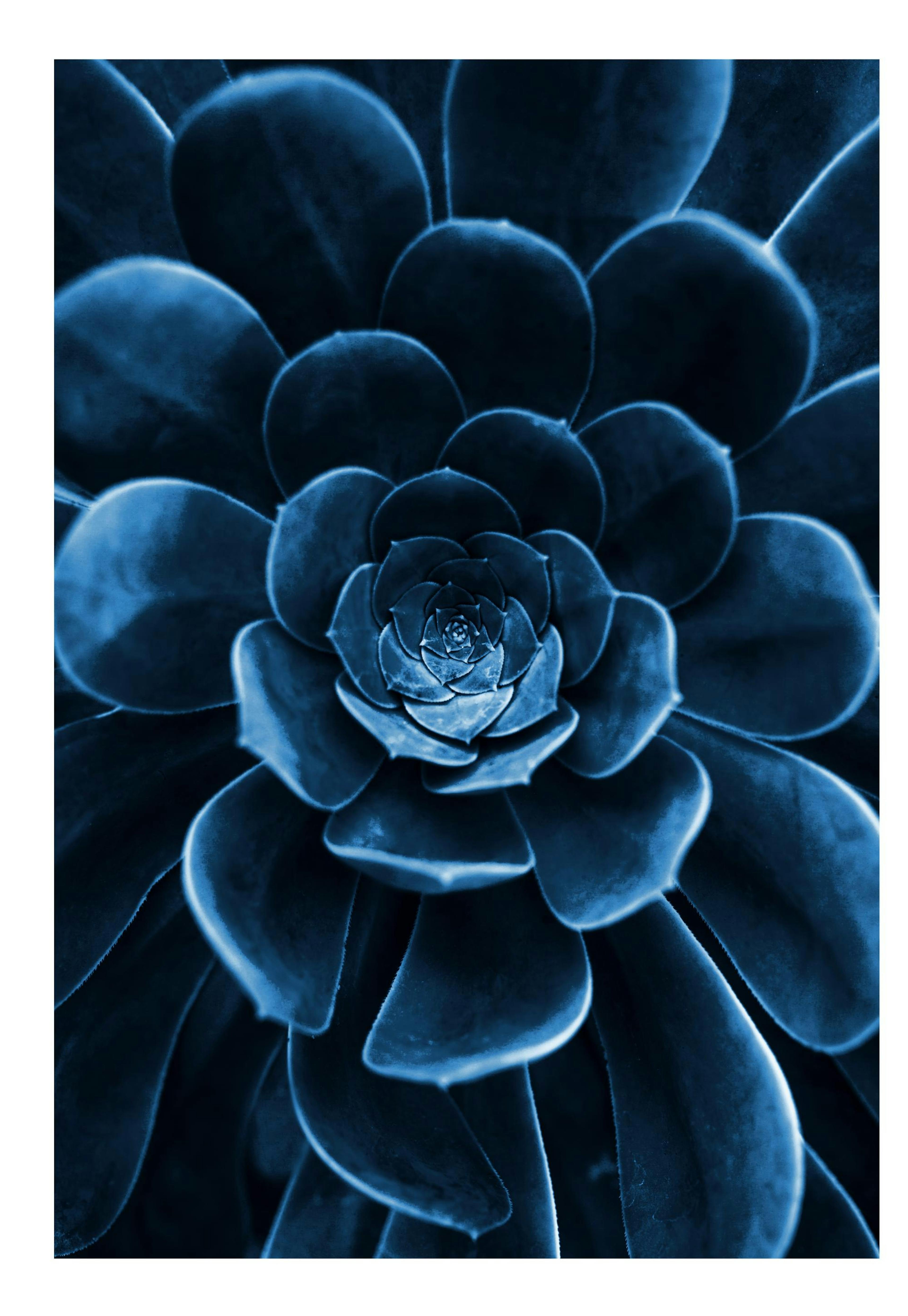 Blue flower cactus Poster 0