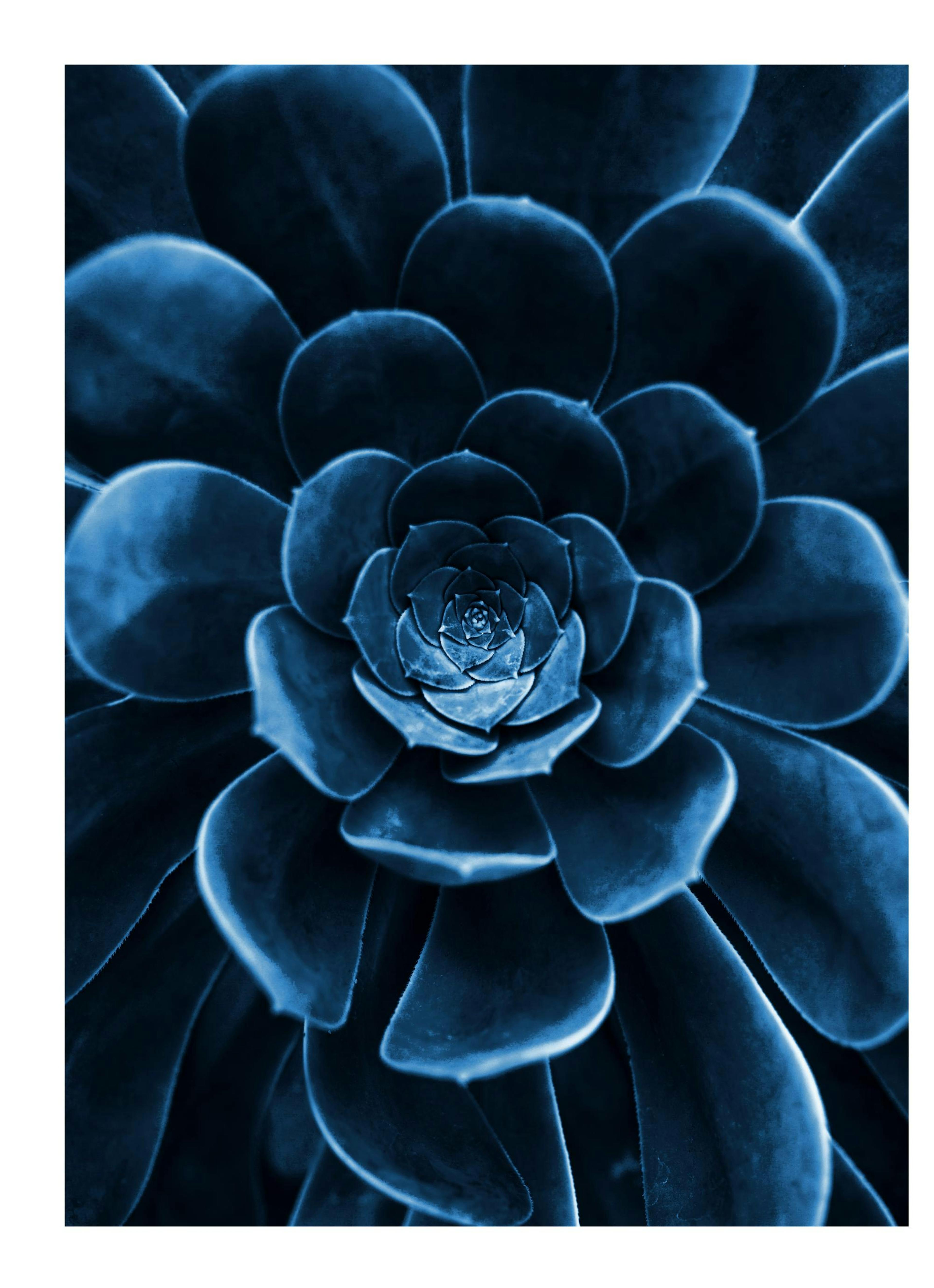Blue Flower Cactus. Poster thumbnail