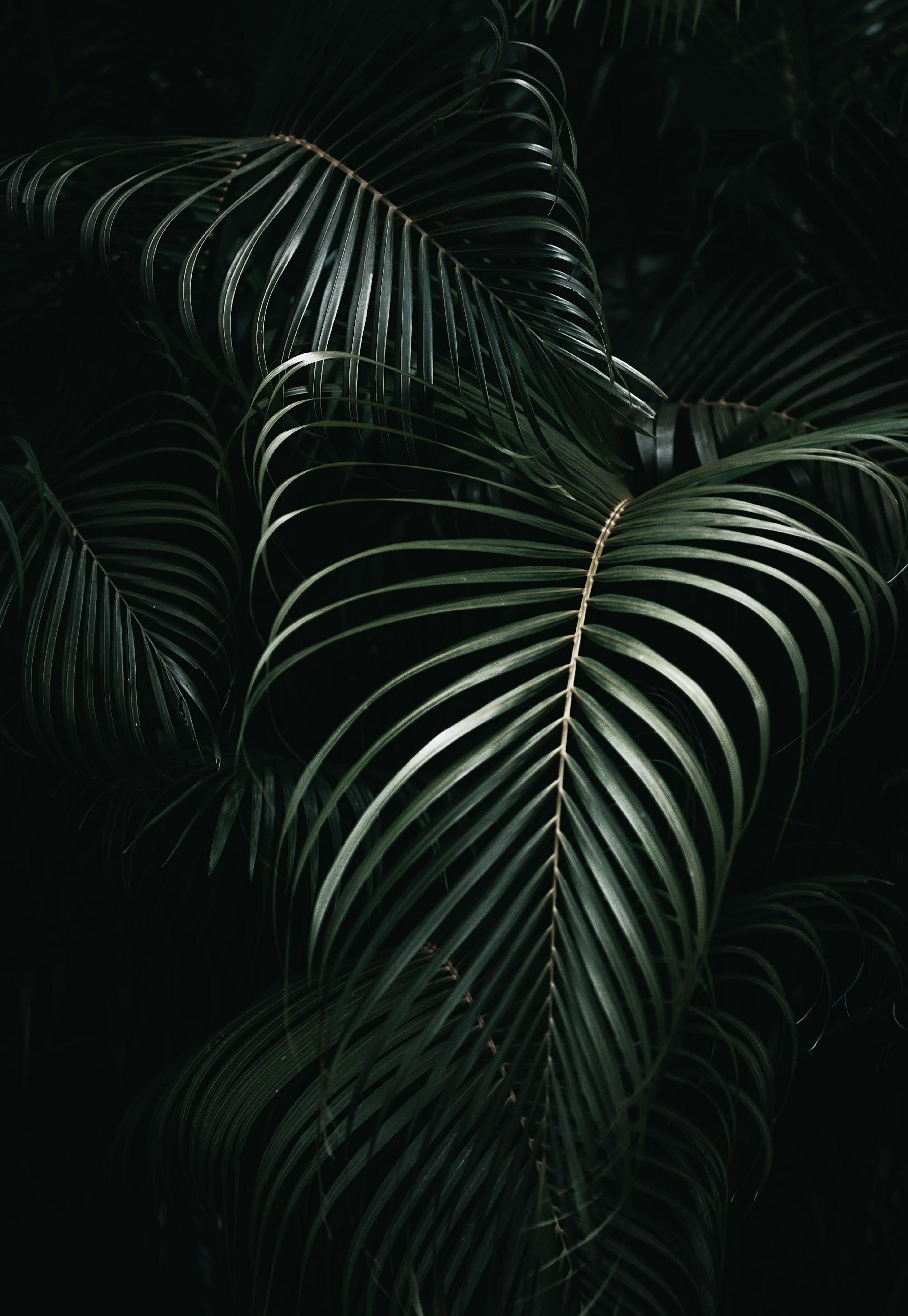 Palm leaves Poster 0