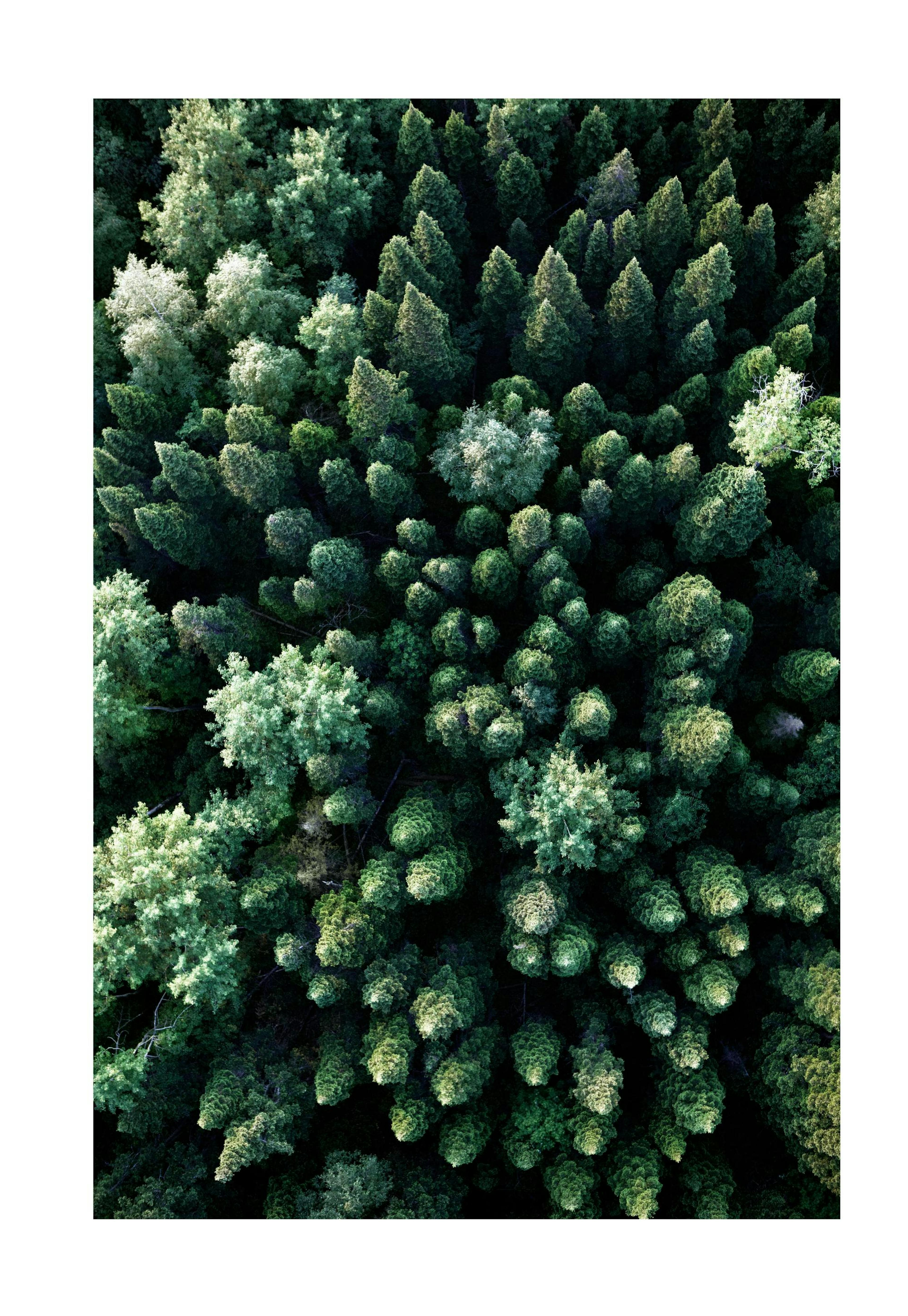 Forest From Above Poster 0