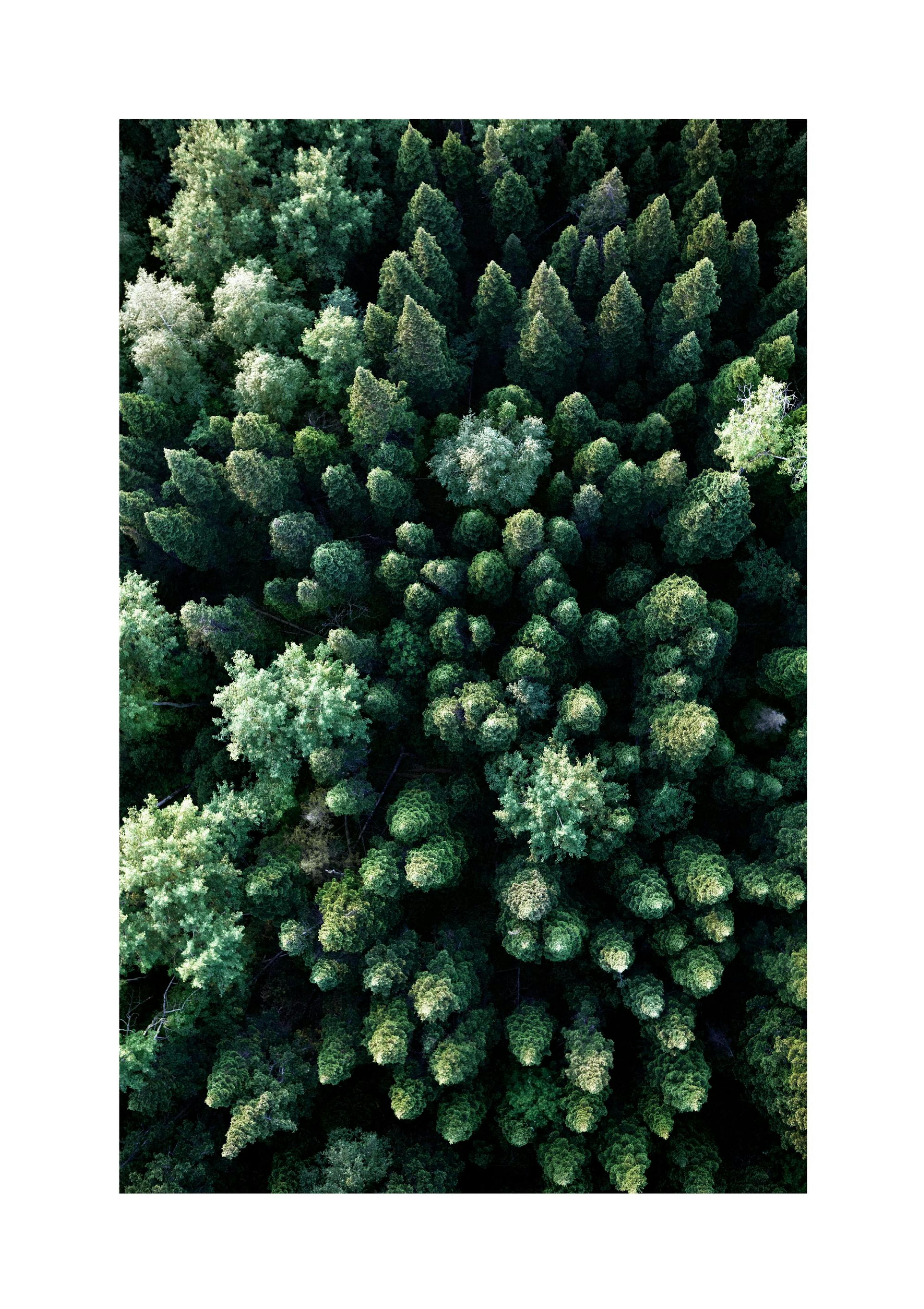 Forest From Above Poster thumbnail