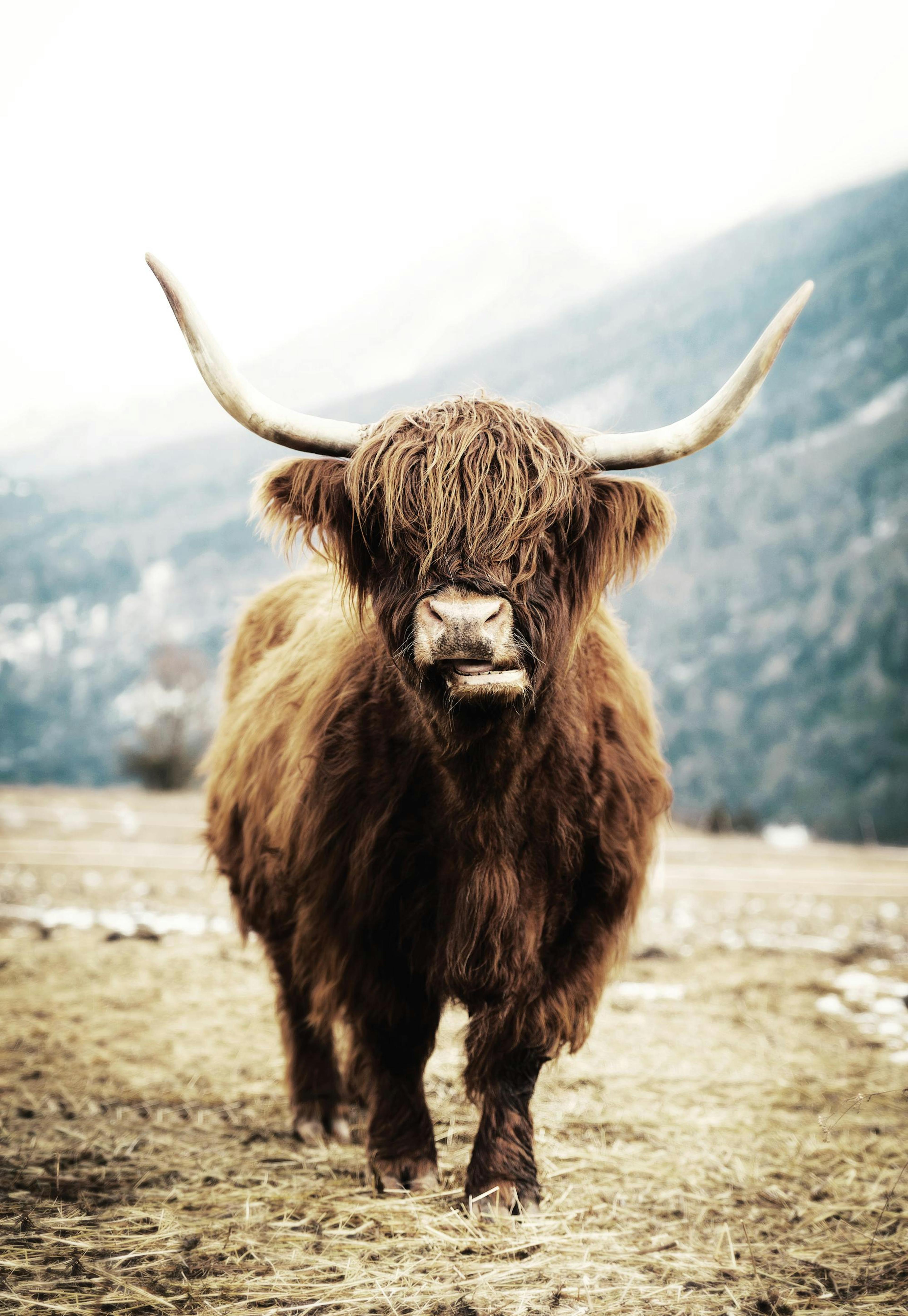 Highland Cow Poster 0