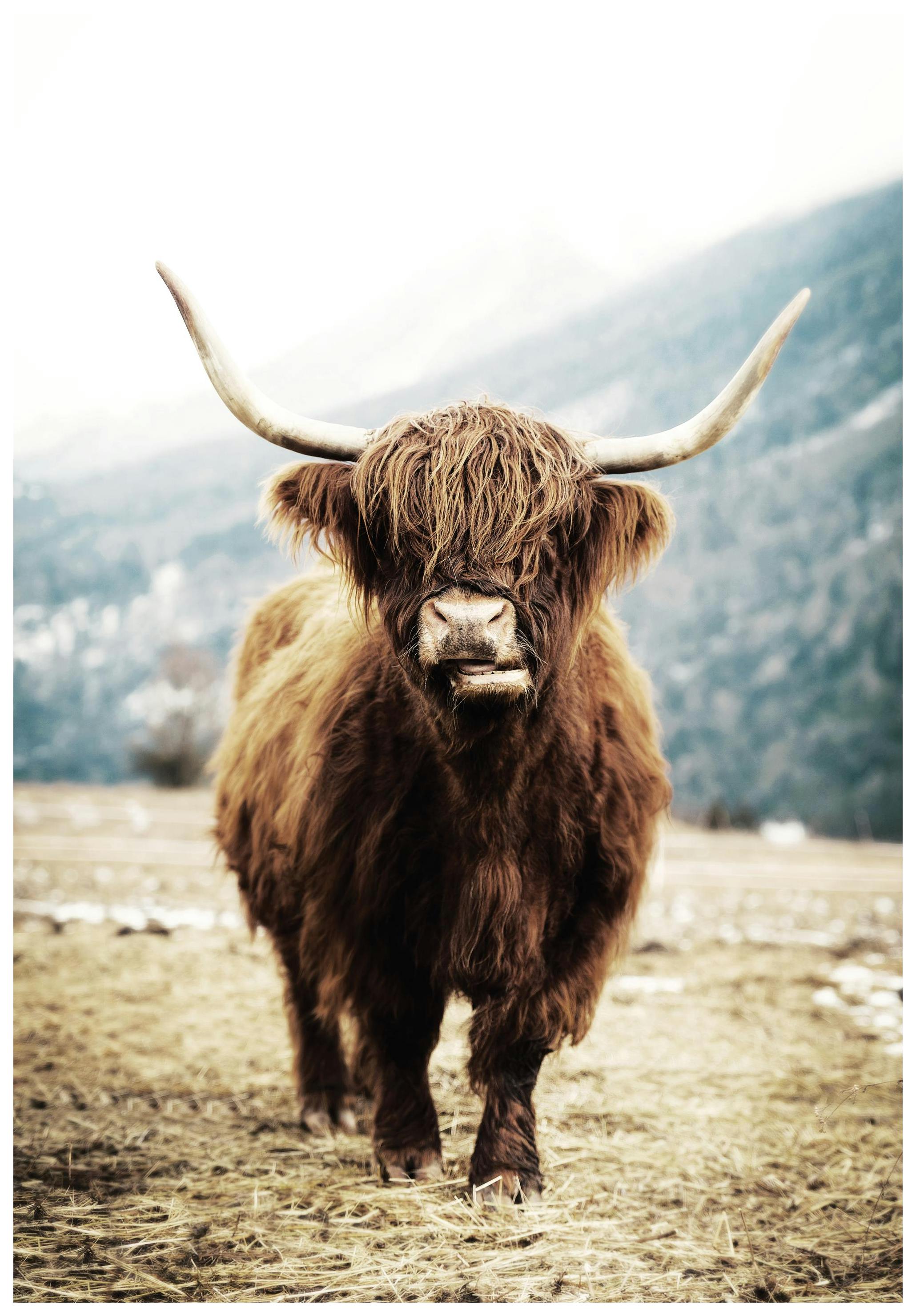 Highland Cow Poster (30x40 cm) - Poster Store