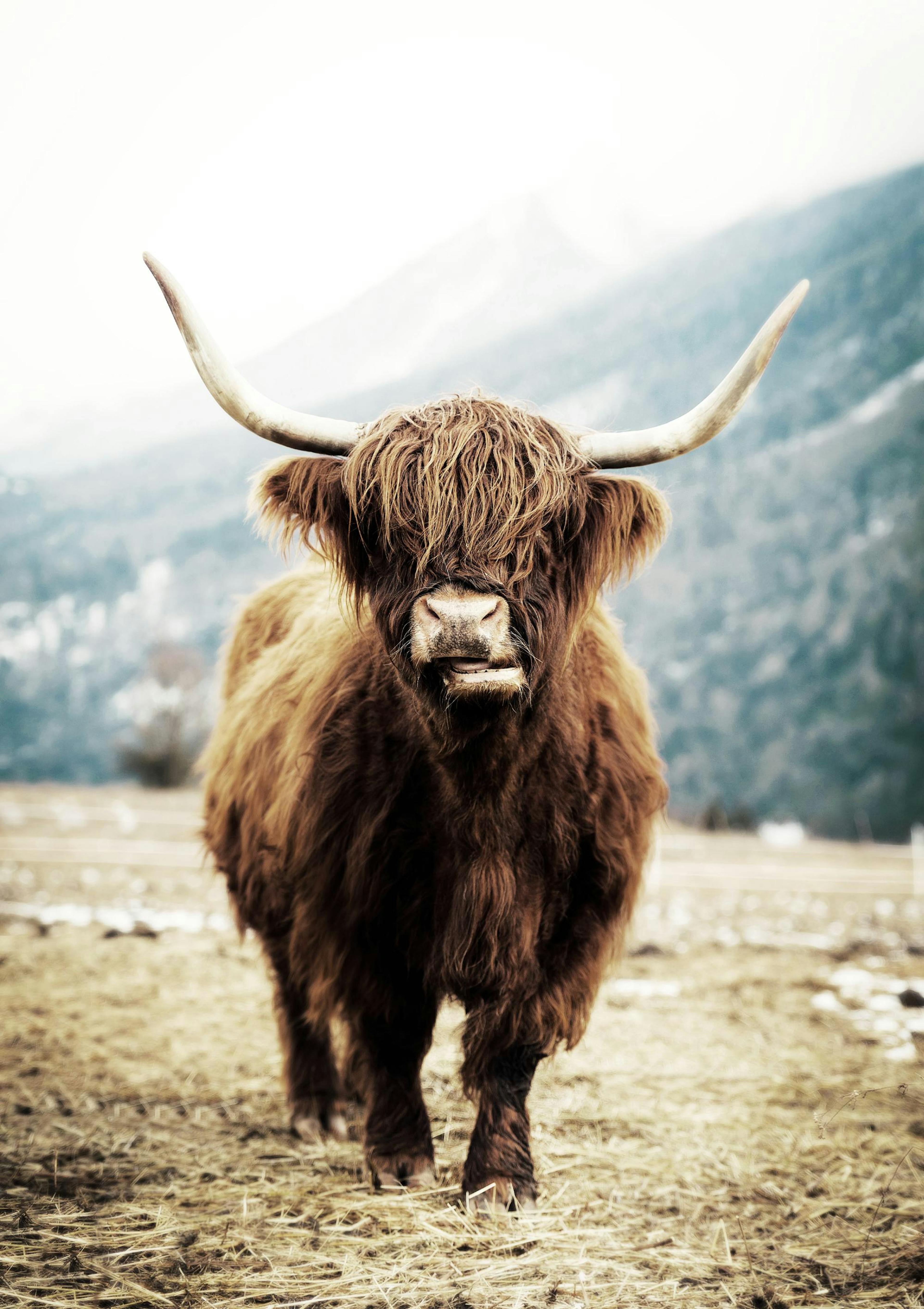 Highland Cow Poster thumbnail