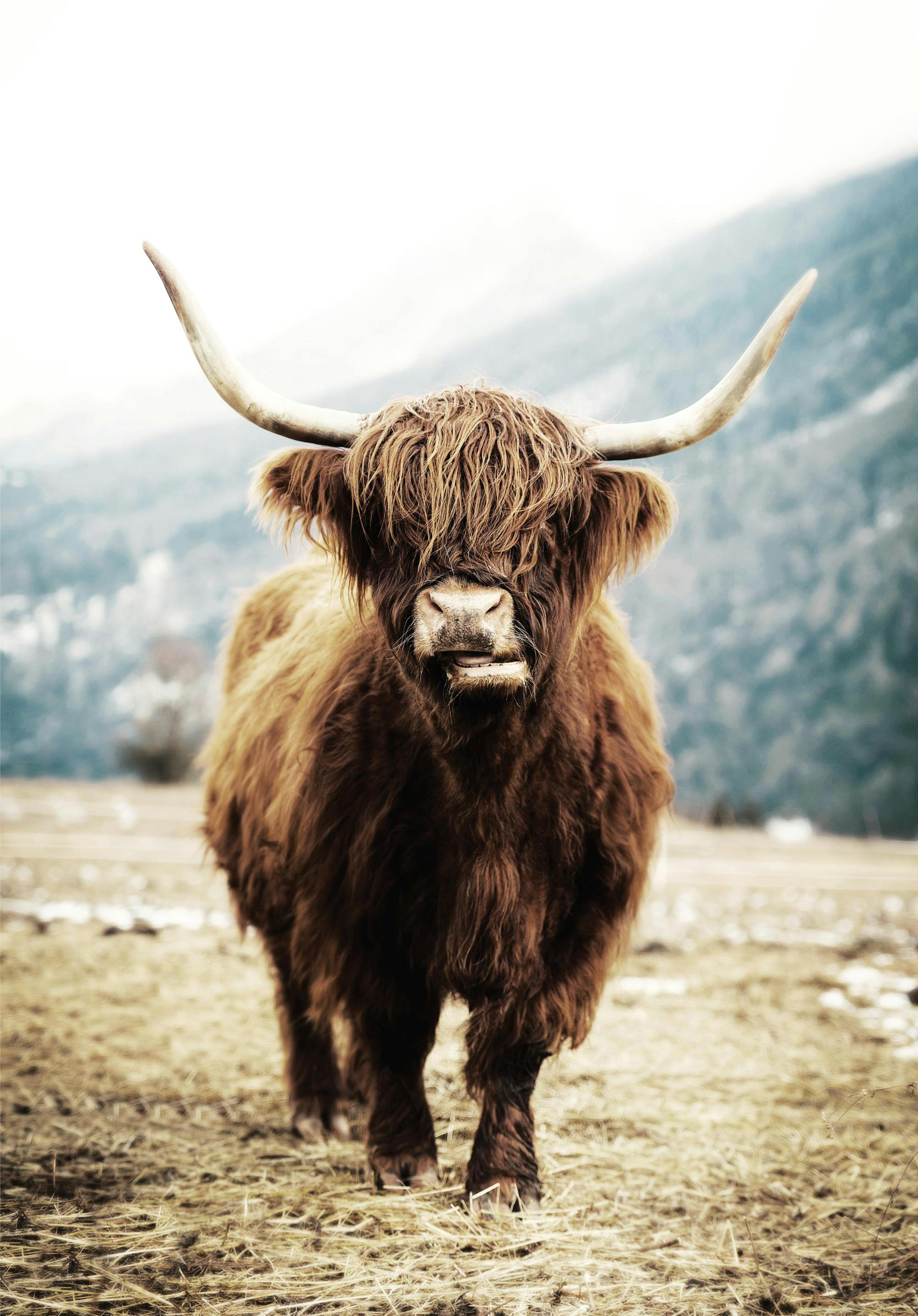 Highland Cow Poster 0