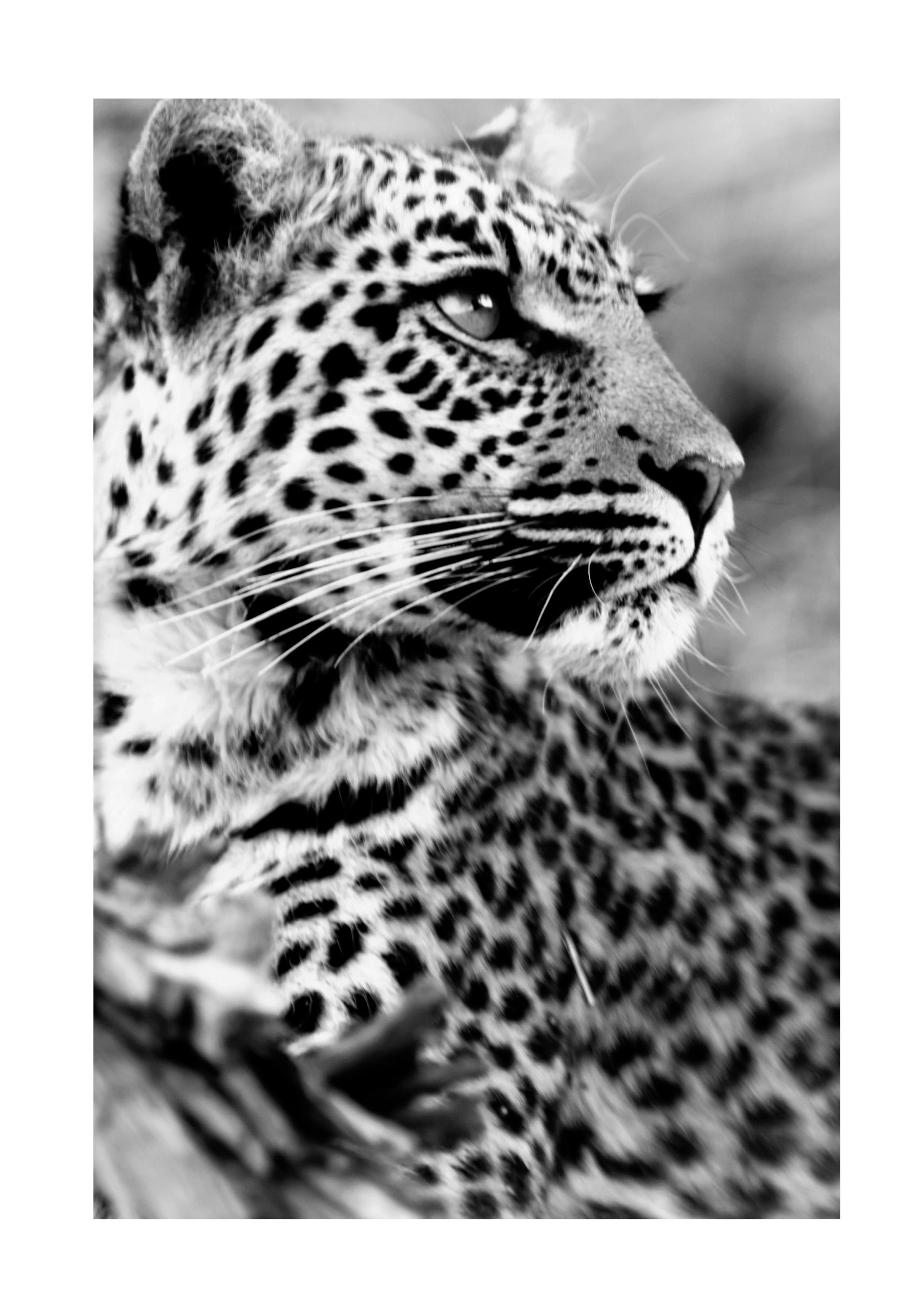 Snow leopard Poster 0
